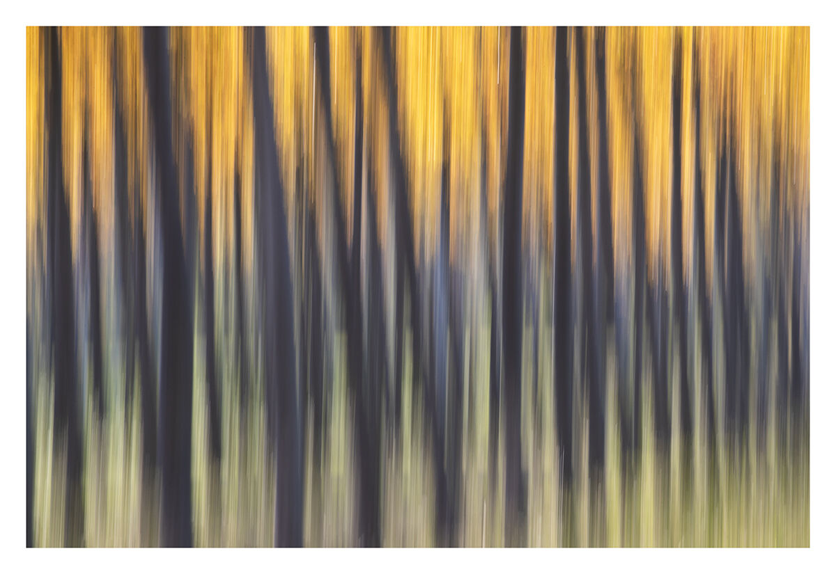 Dancing Trees