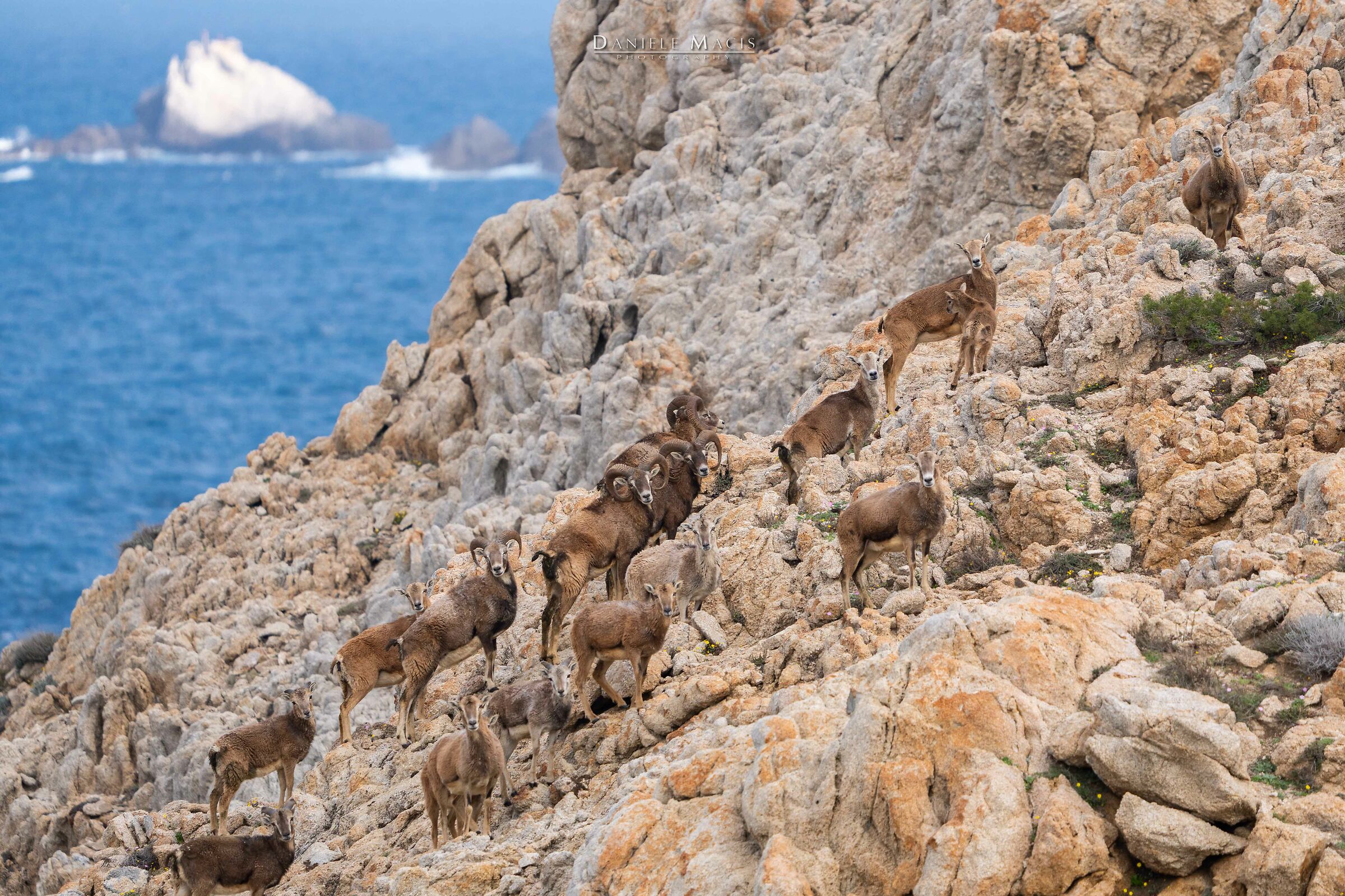 I mufloni dell'Isola dell'Asinara