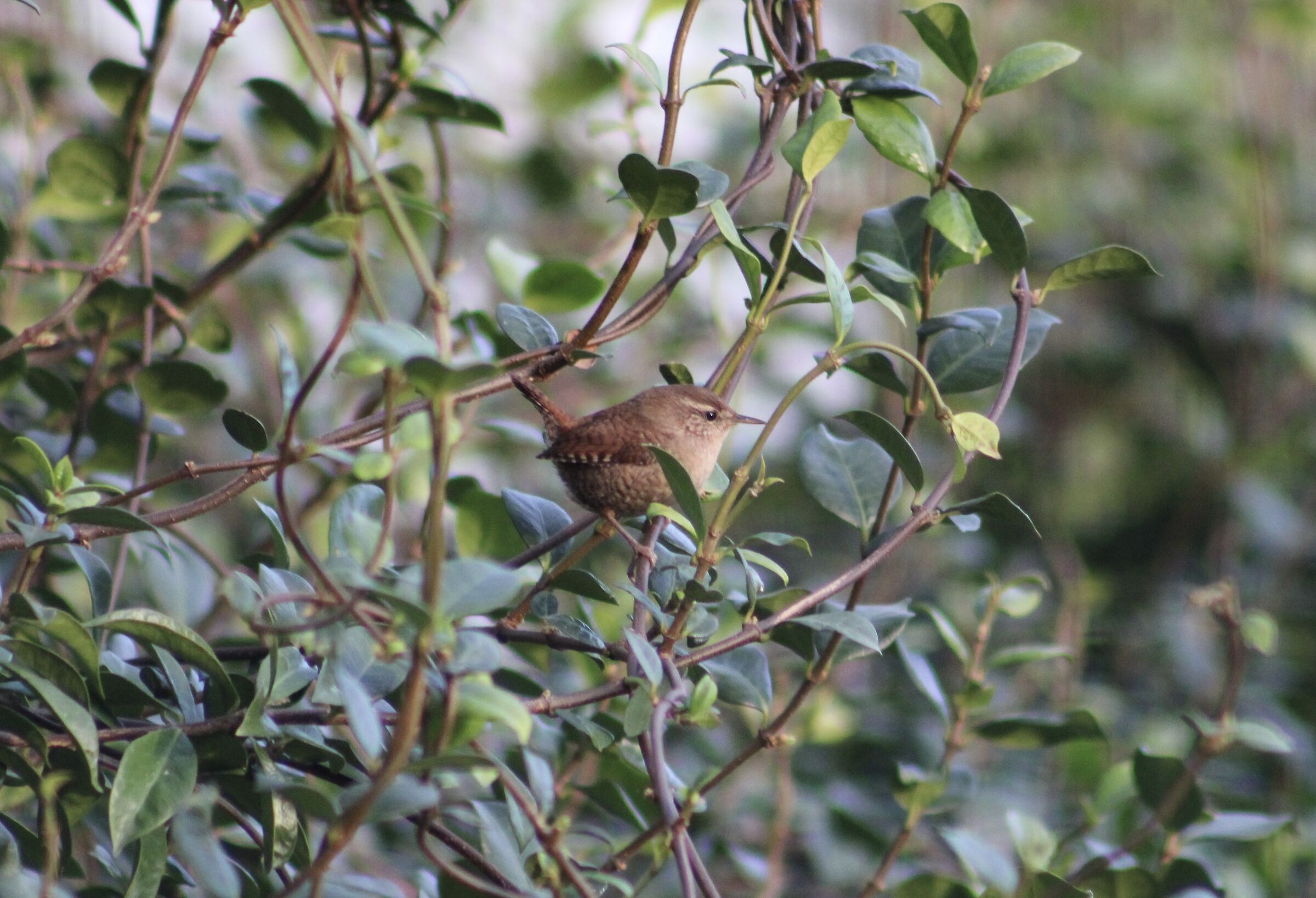 Scricciolo comune (Troglodytes troglodytes)
