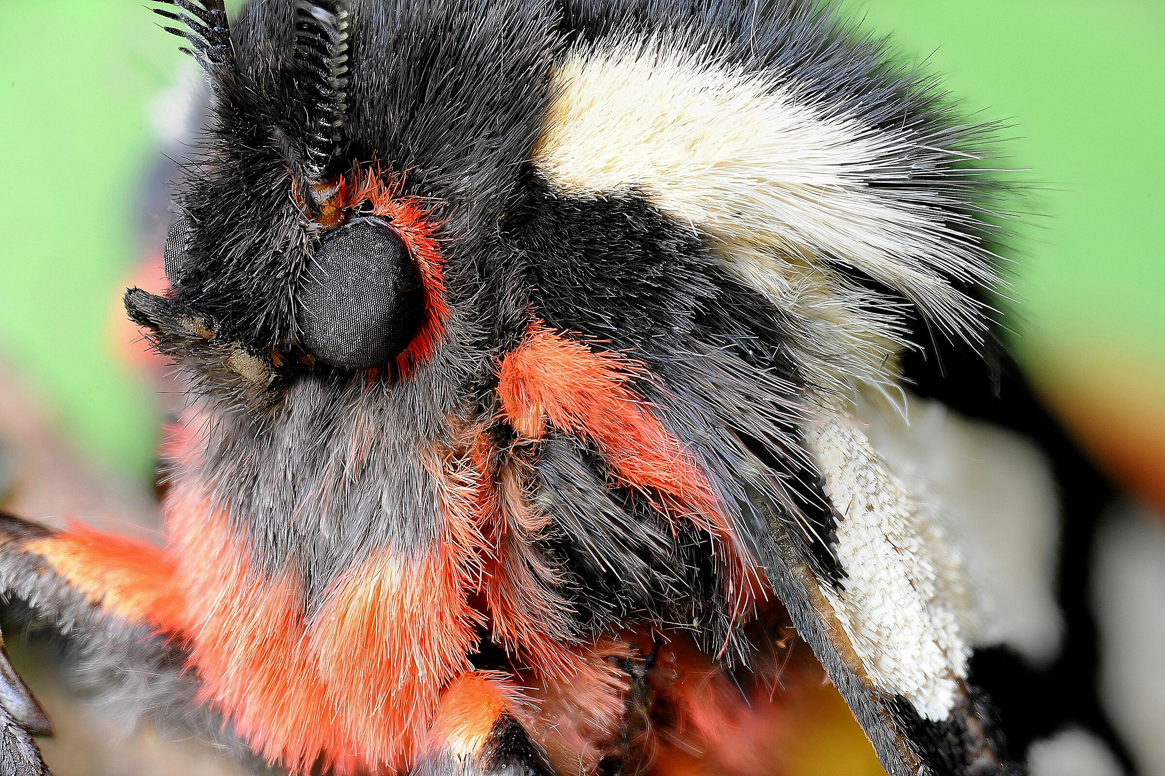 Ritratto di Epicallia Villica