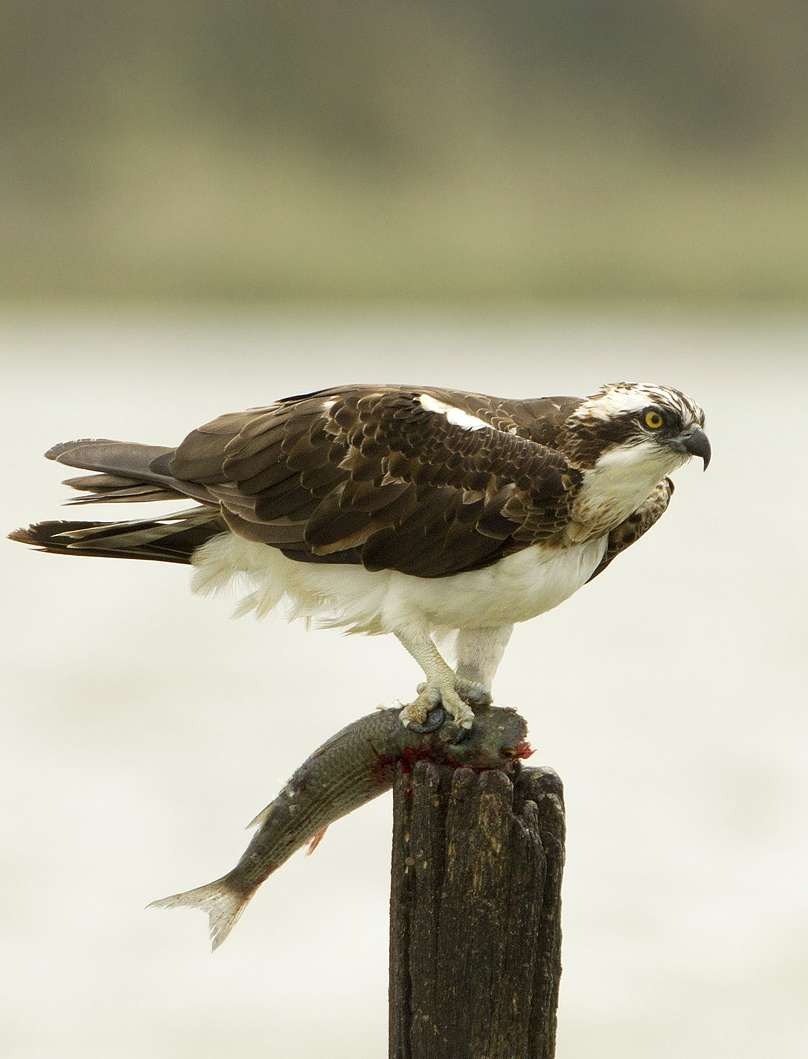 falco pescatore....ci sono ancora!!!!