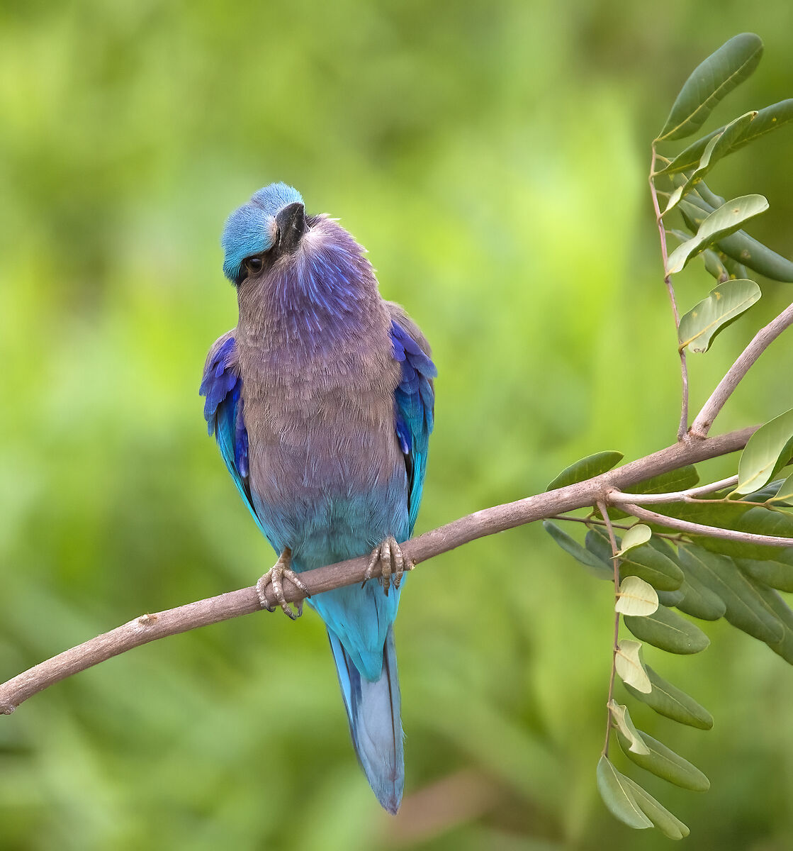 Indochinese roller