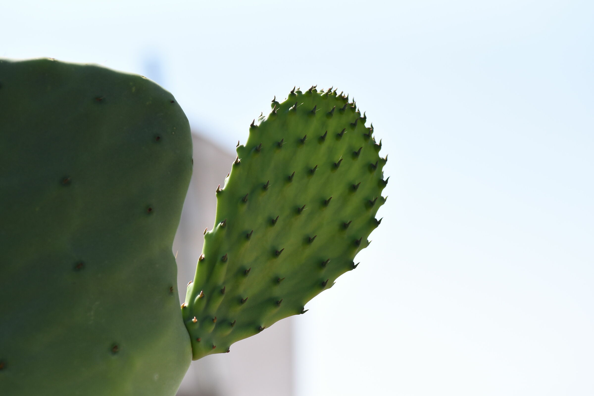 " 1/ 4 Mila ", Tokina 100 F. 2.8 Atx-i M.- Nikon D...