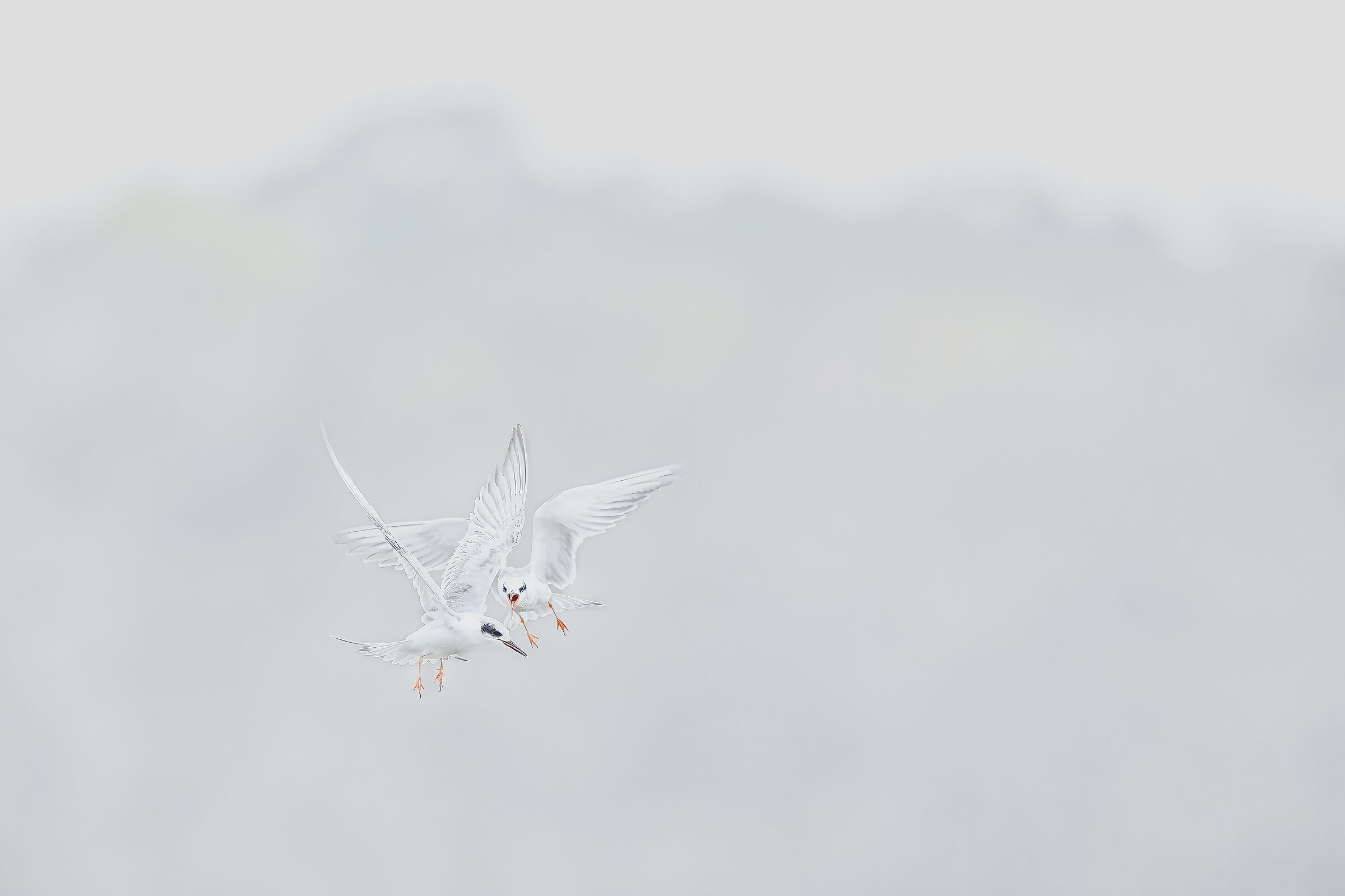 sterne nella nebbia Louisiana USA