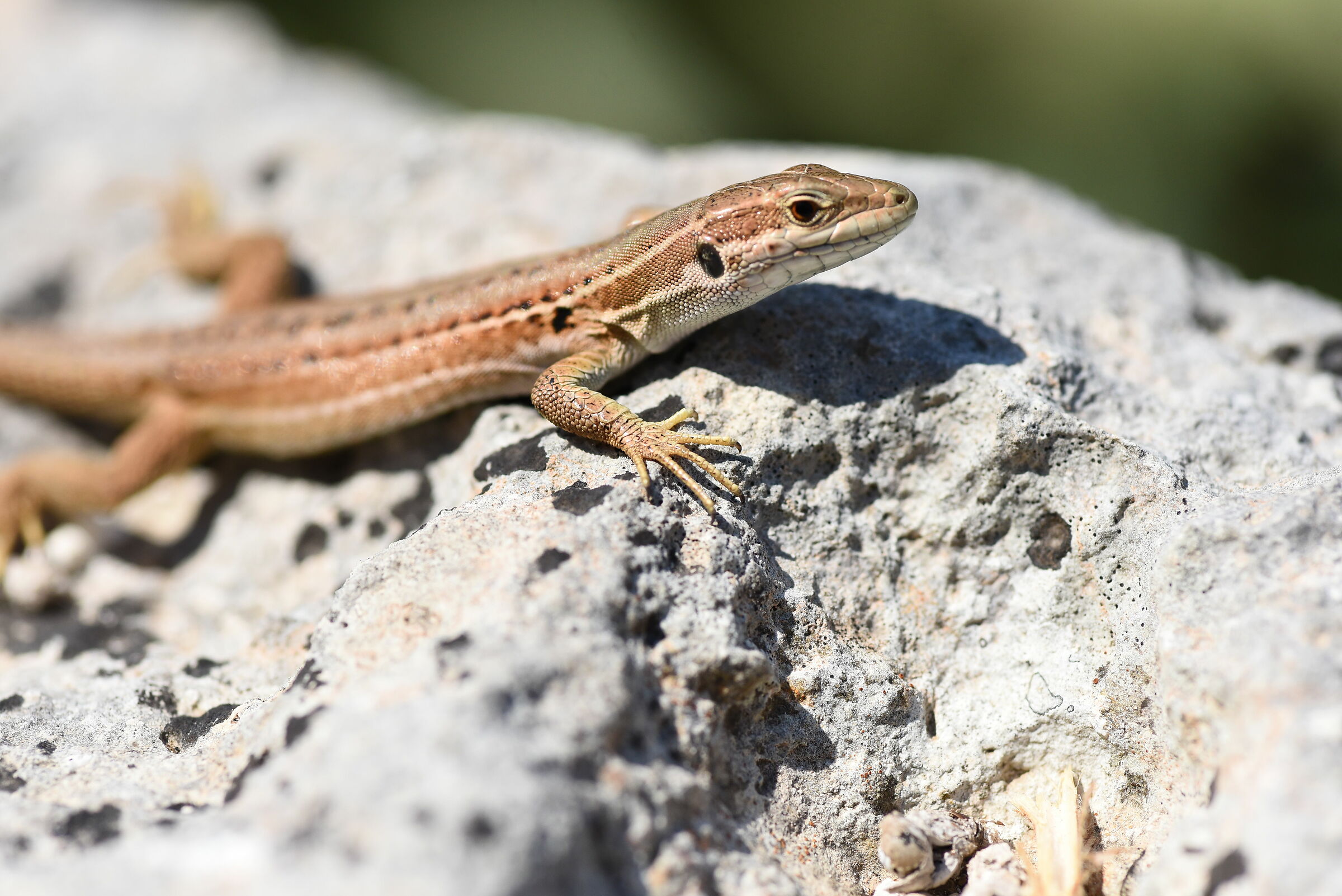 " 1/ 4 Mila ", Tokina 100 F. 2.8 Atx- i - Nikon D ...