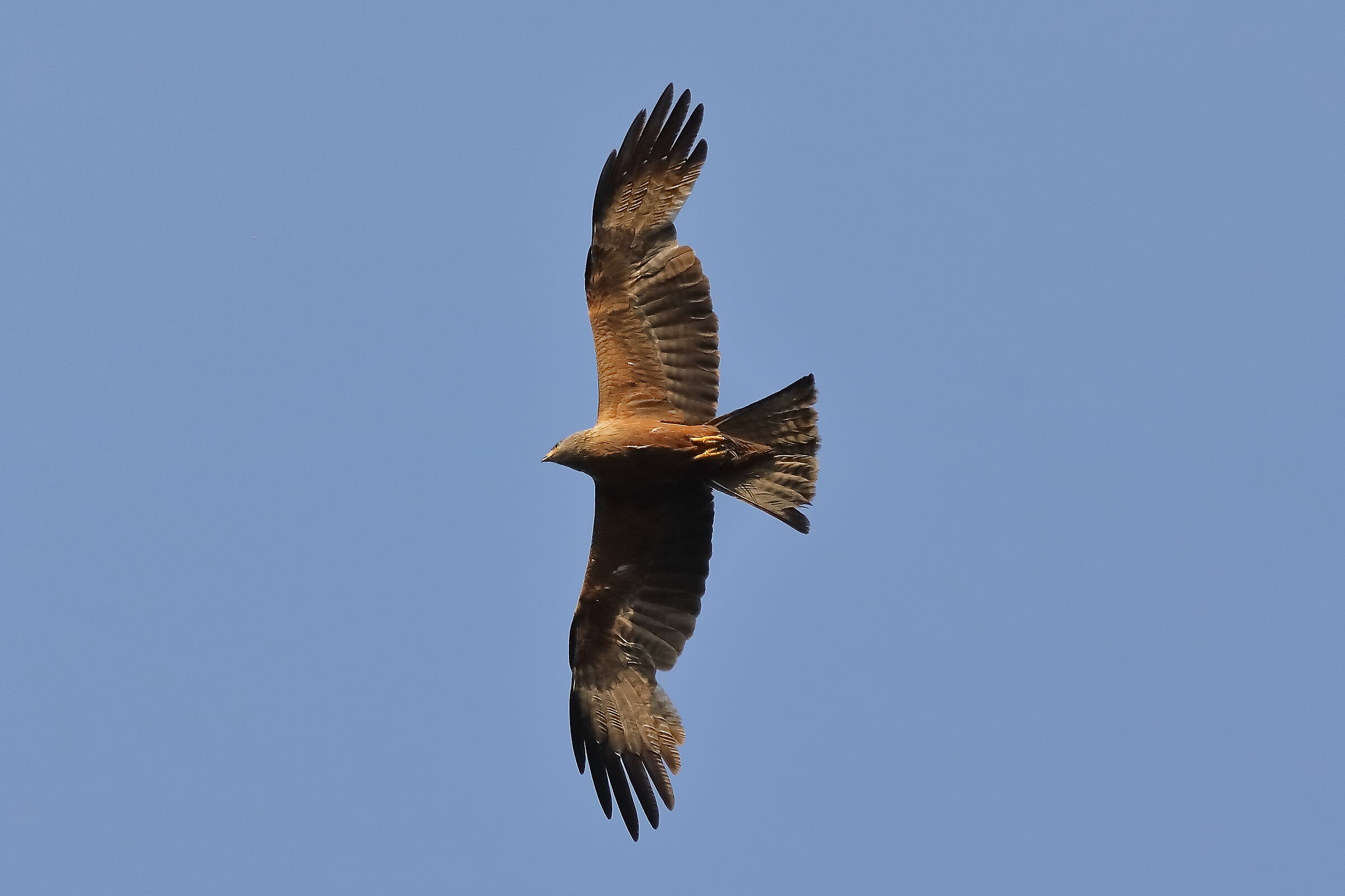Black Kite 15-07-2023