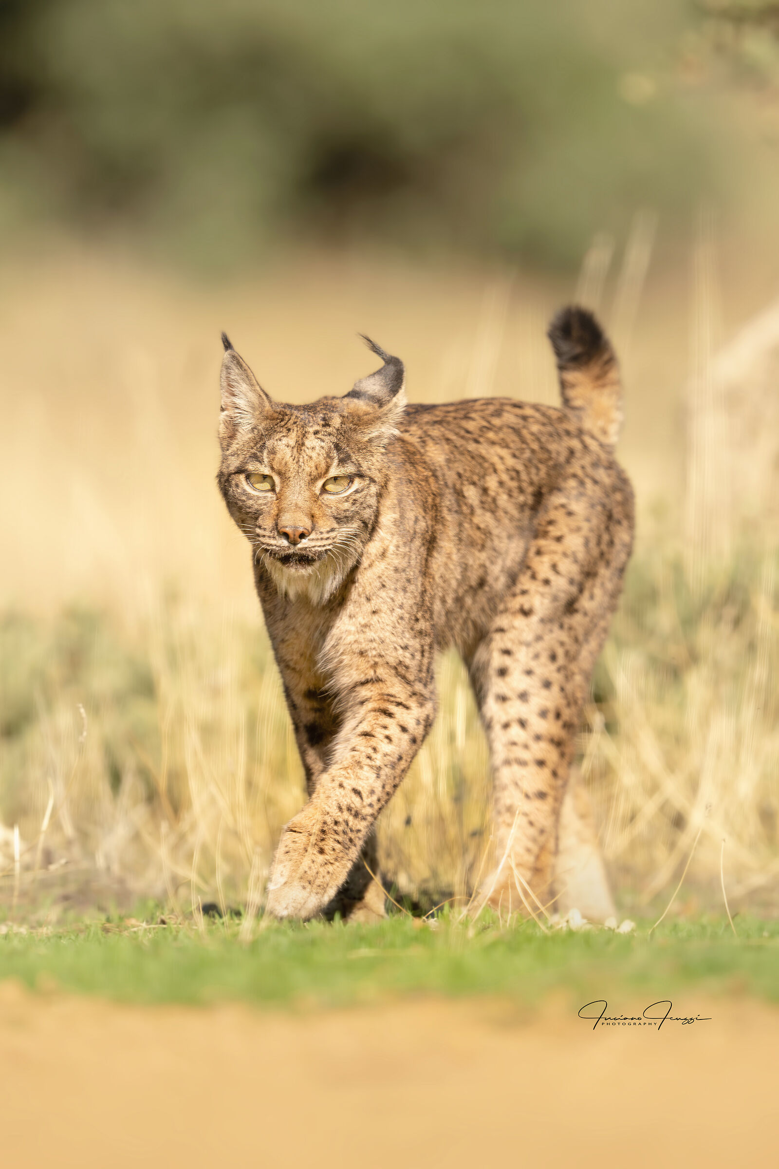 Lynx Pardina