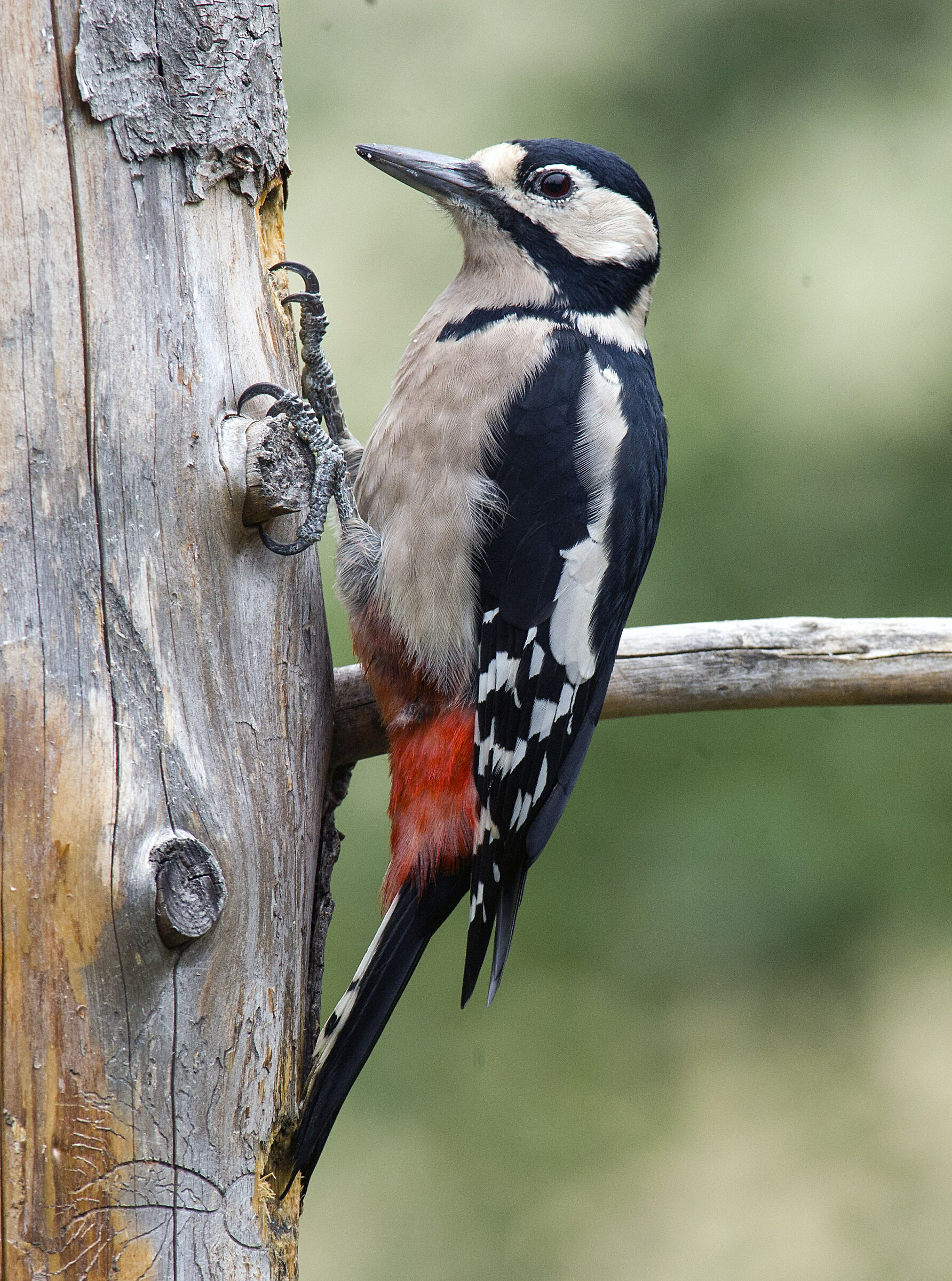 Spotted woodpecker