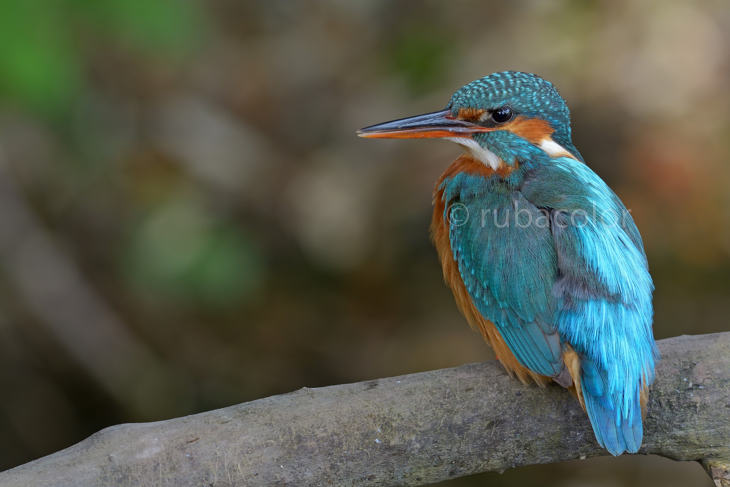 Il riposo del fulmine azzurro