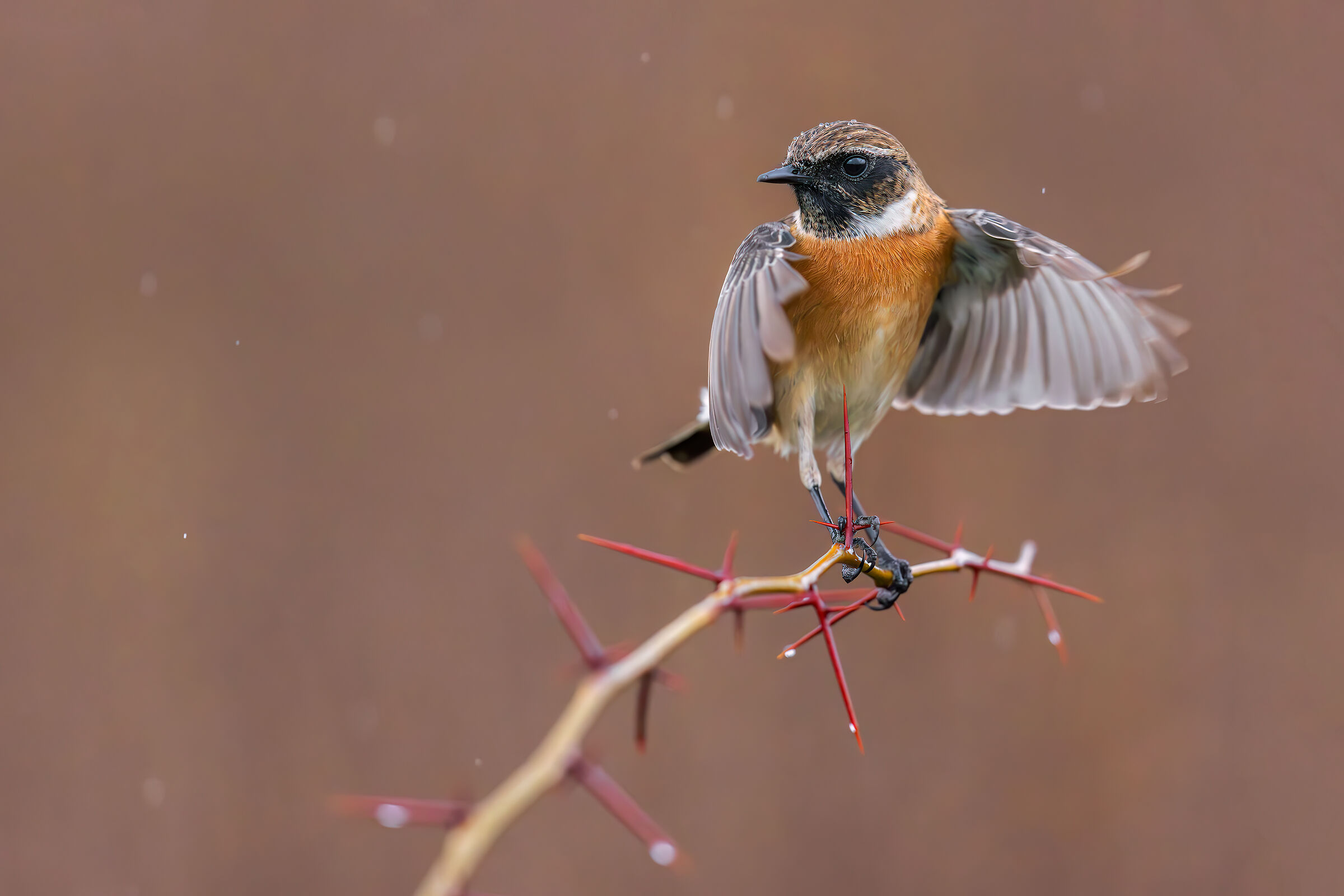 Saltimpalo 16000 iso