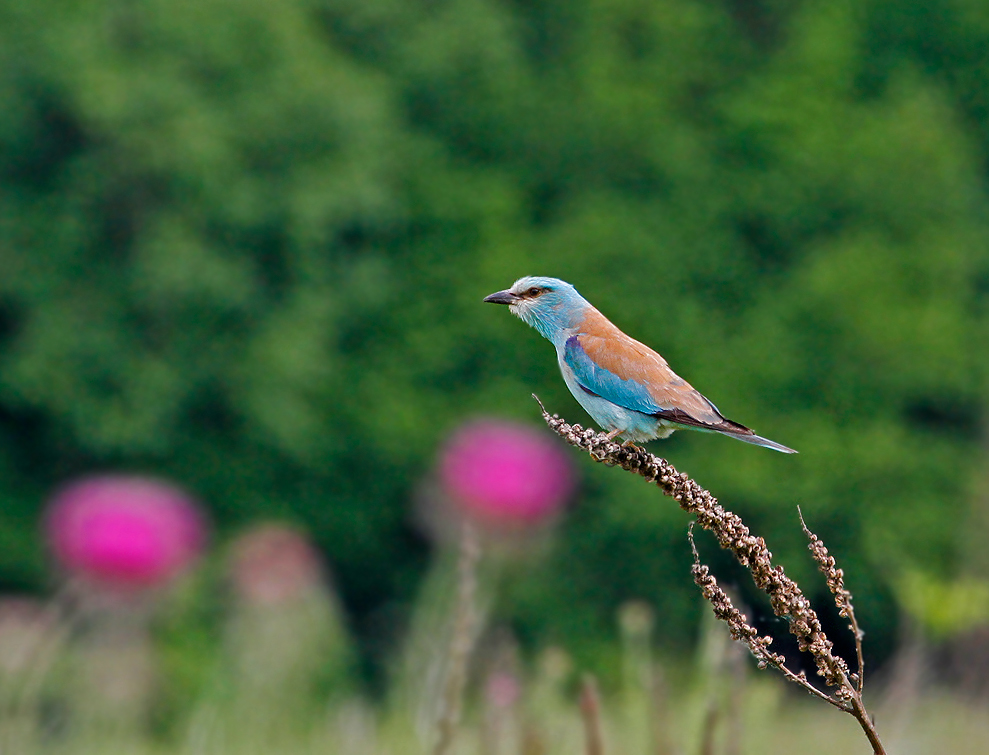 European roller spring