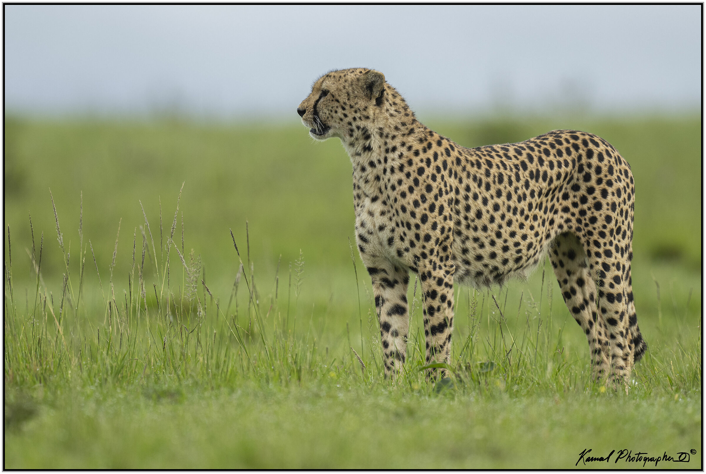 Ghepardo (Acinonyx jubatus)