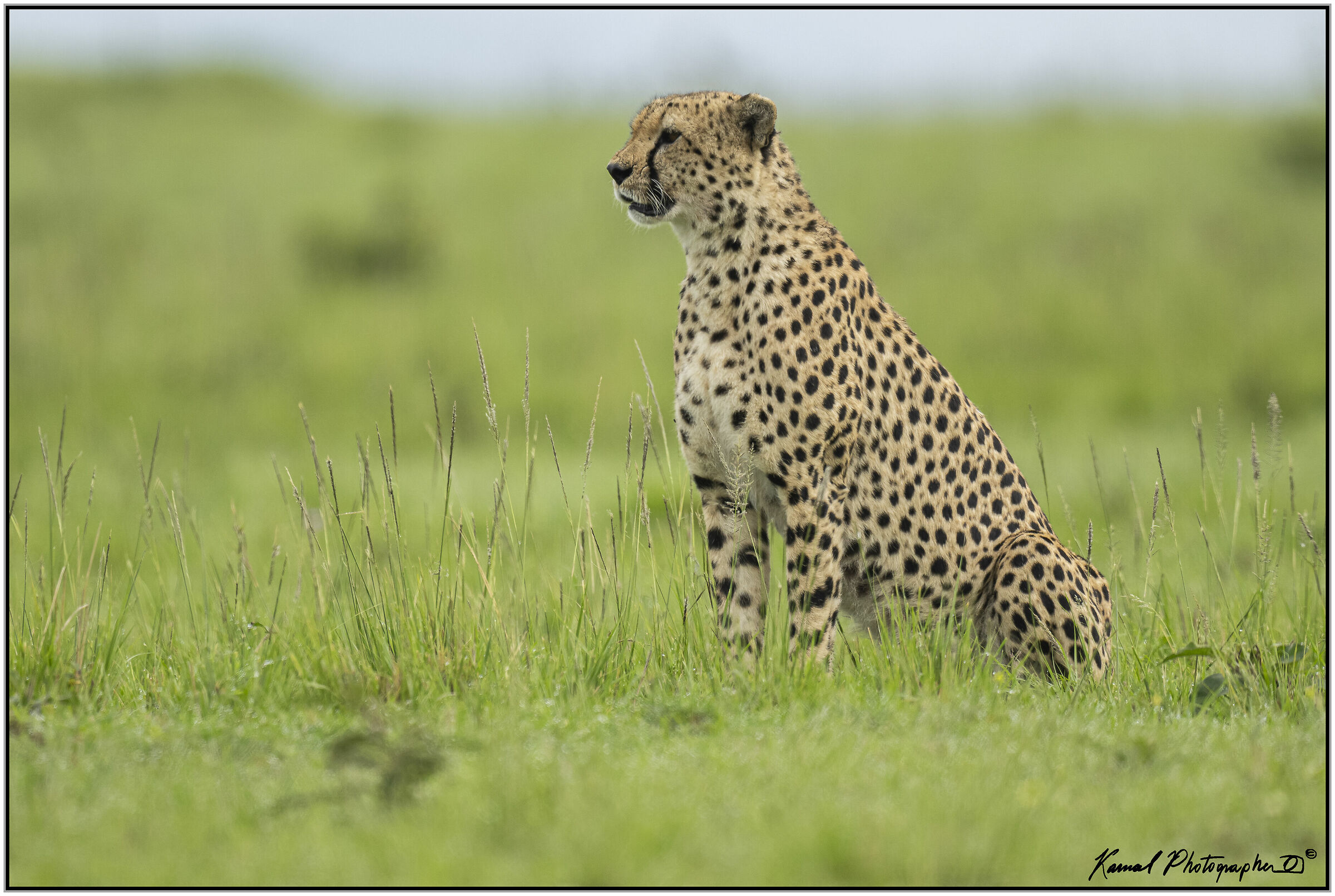 Ghepardo (Acinonyx jubatus)