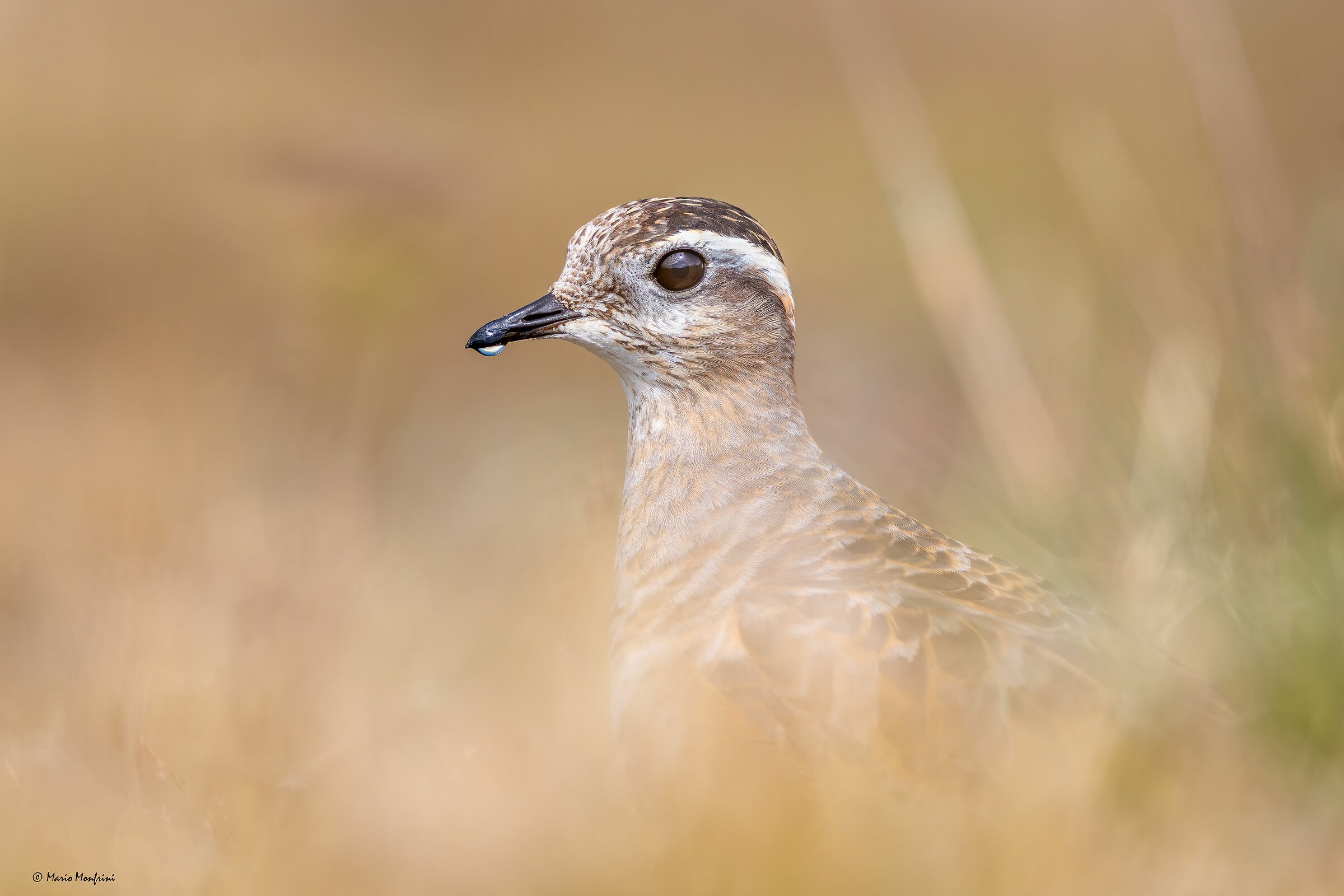 Eurasian Plover