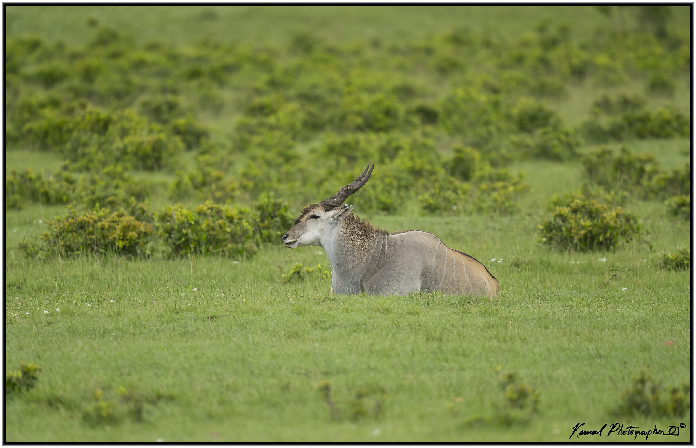 Antilope alcina(Taurotragus oryx)