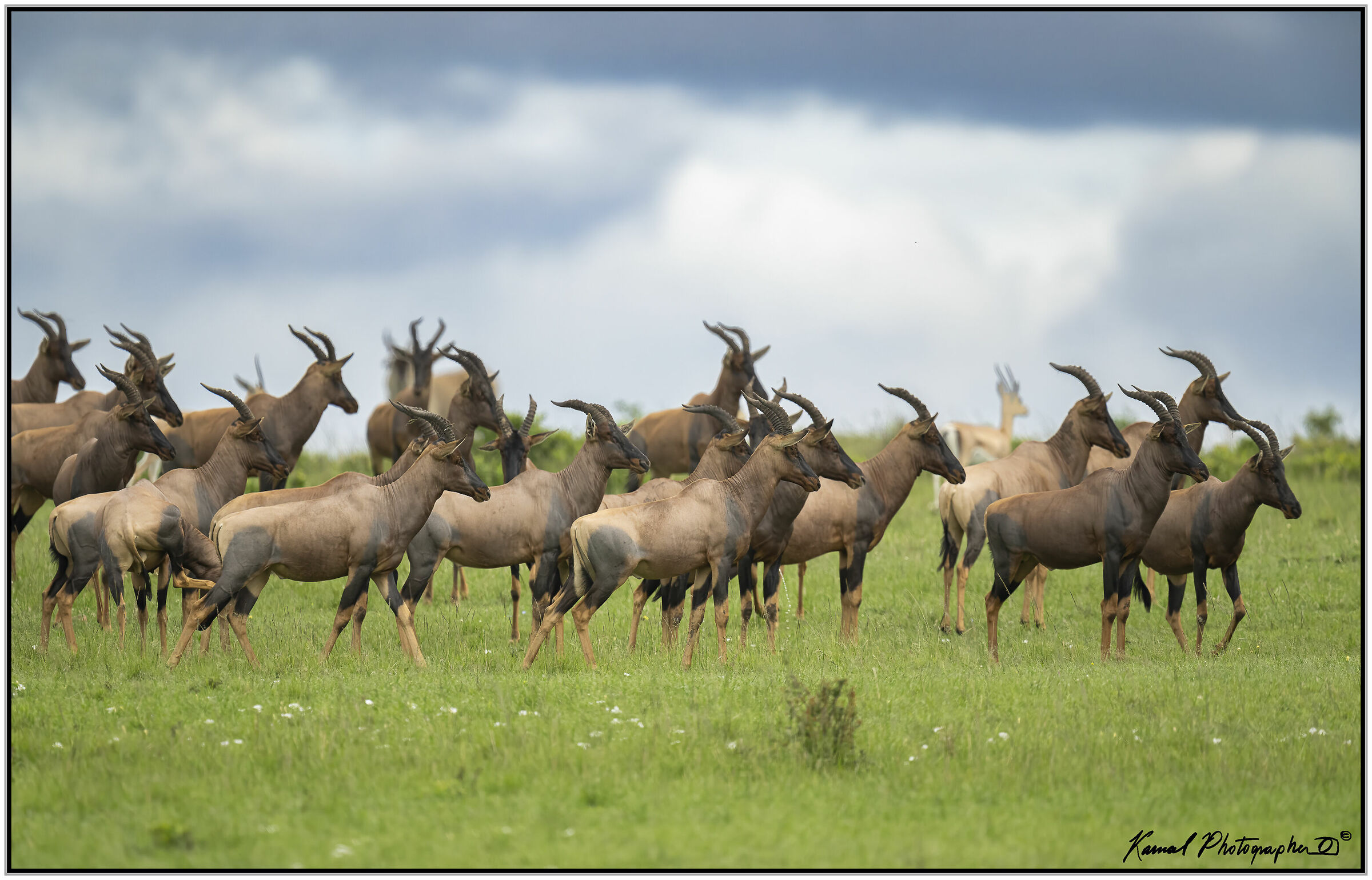 Mice (Damaliscus lunatus jimela)