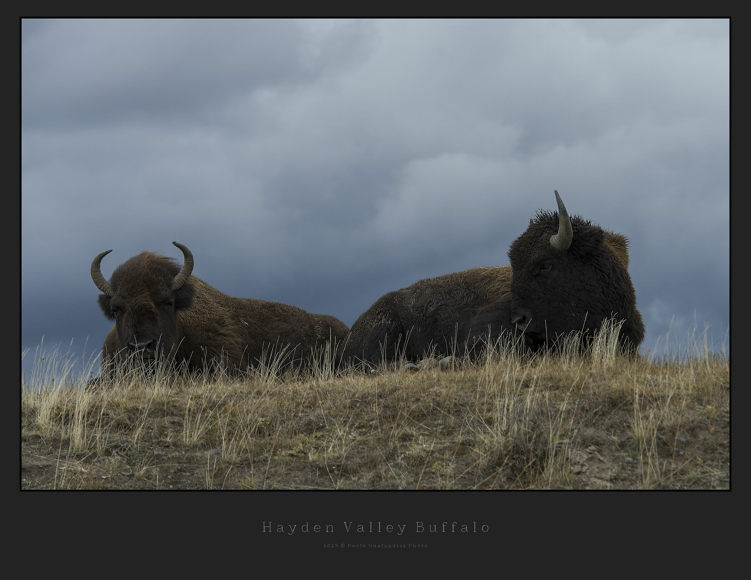 Hayden Valley Buffalo