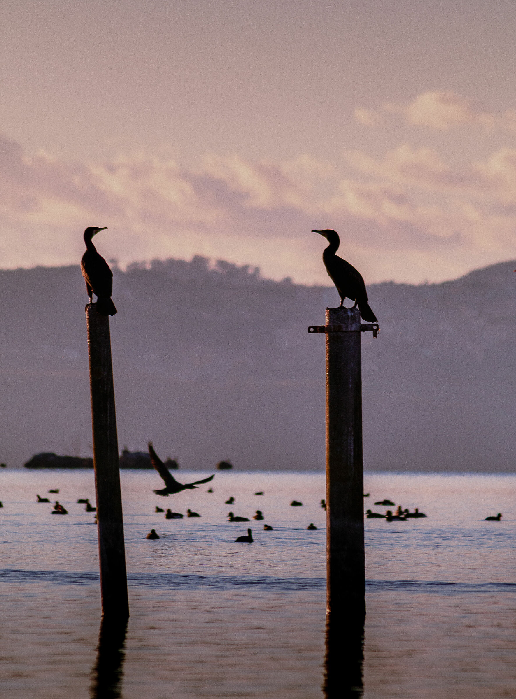 Cormorants