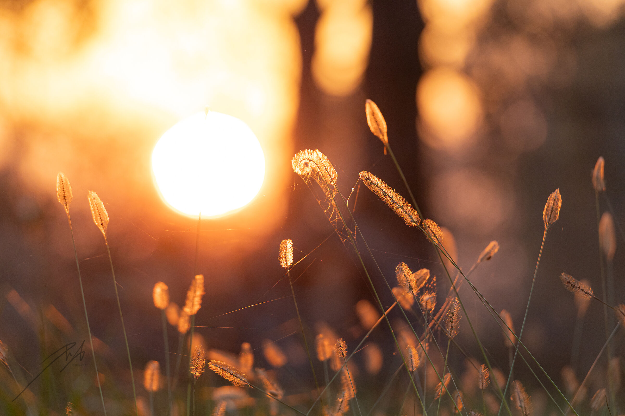 Ears of wheat at sunset