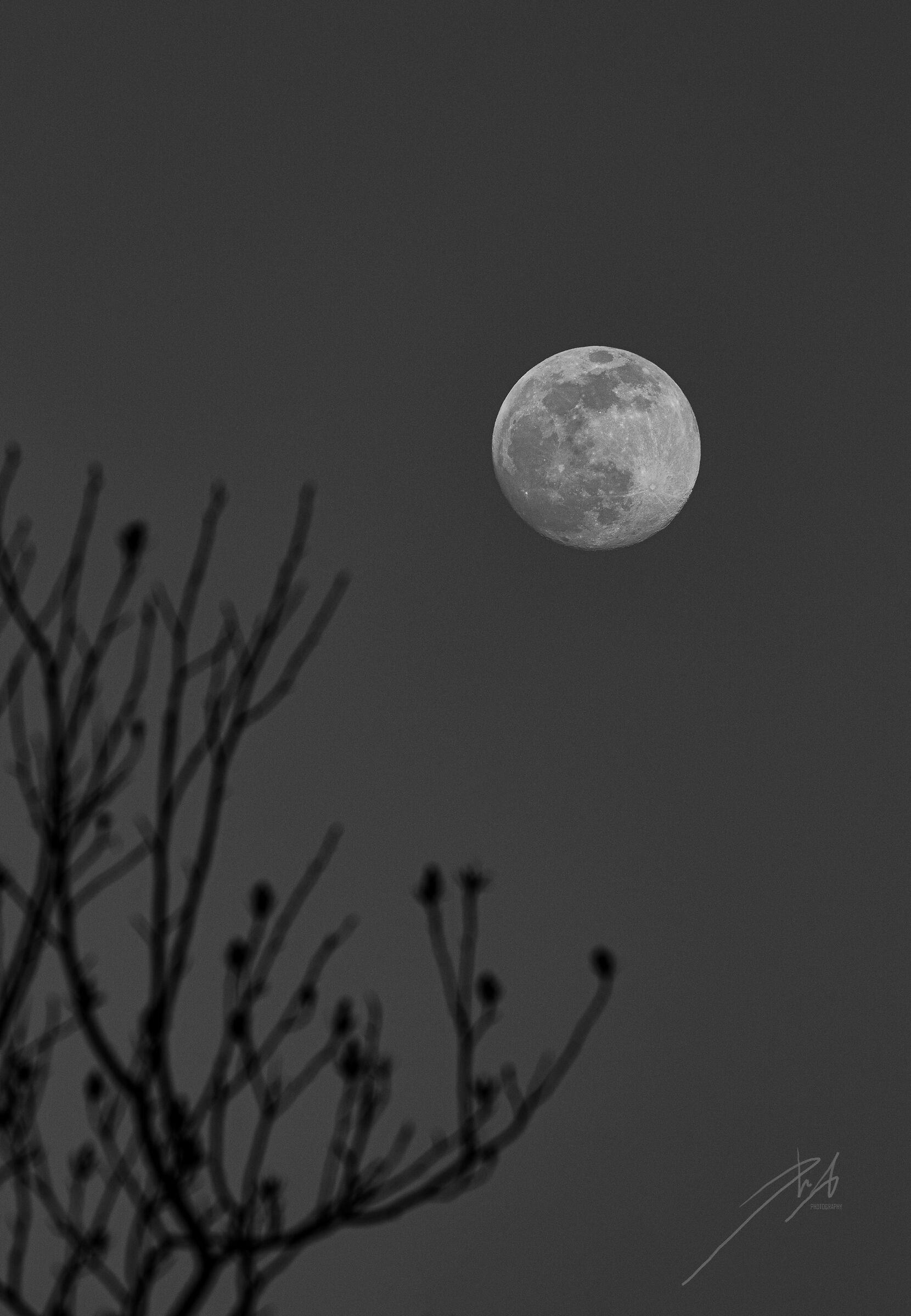 Moon with branches