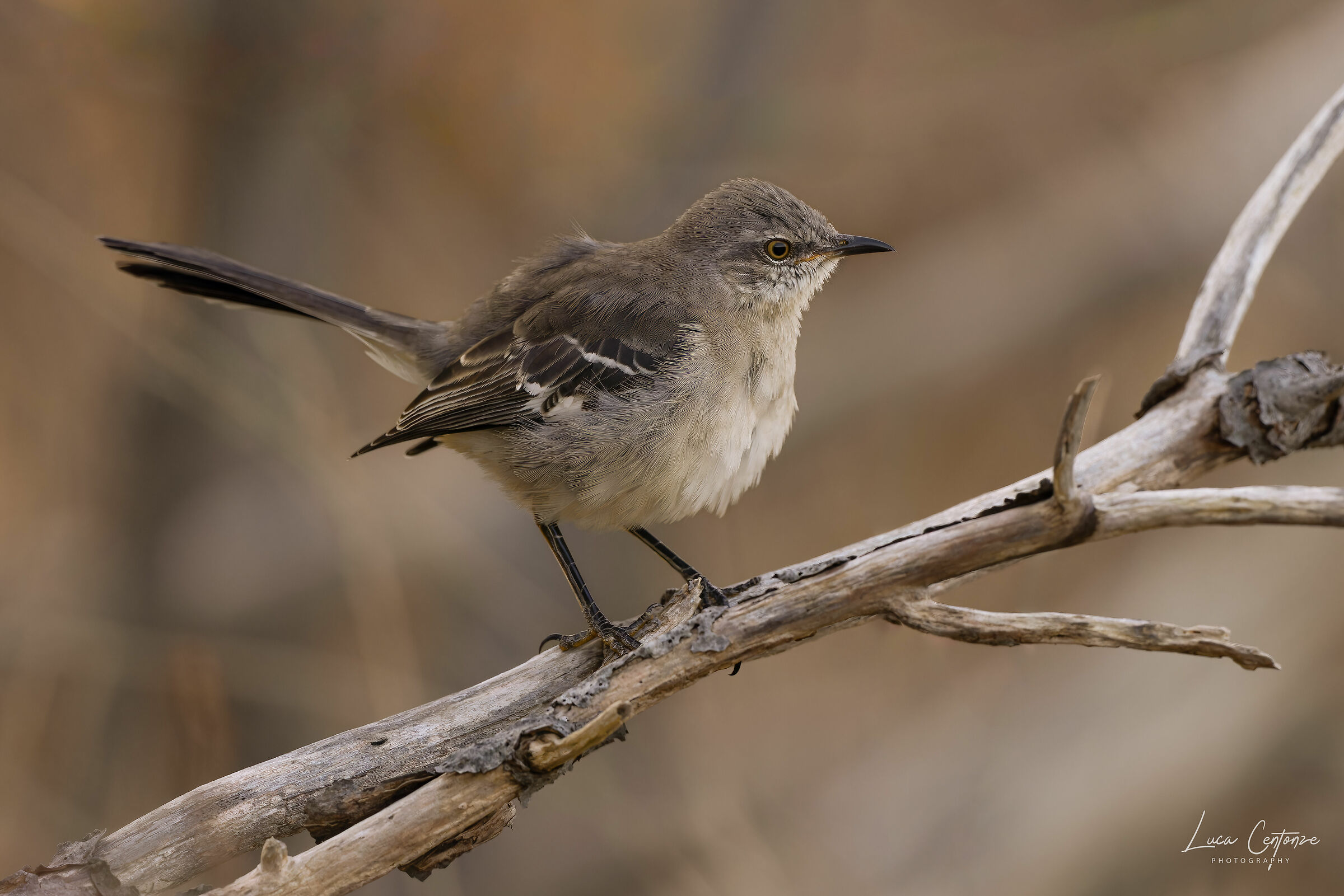 Northern Mockingbird (Mimus polyglottos)