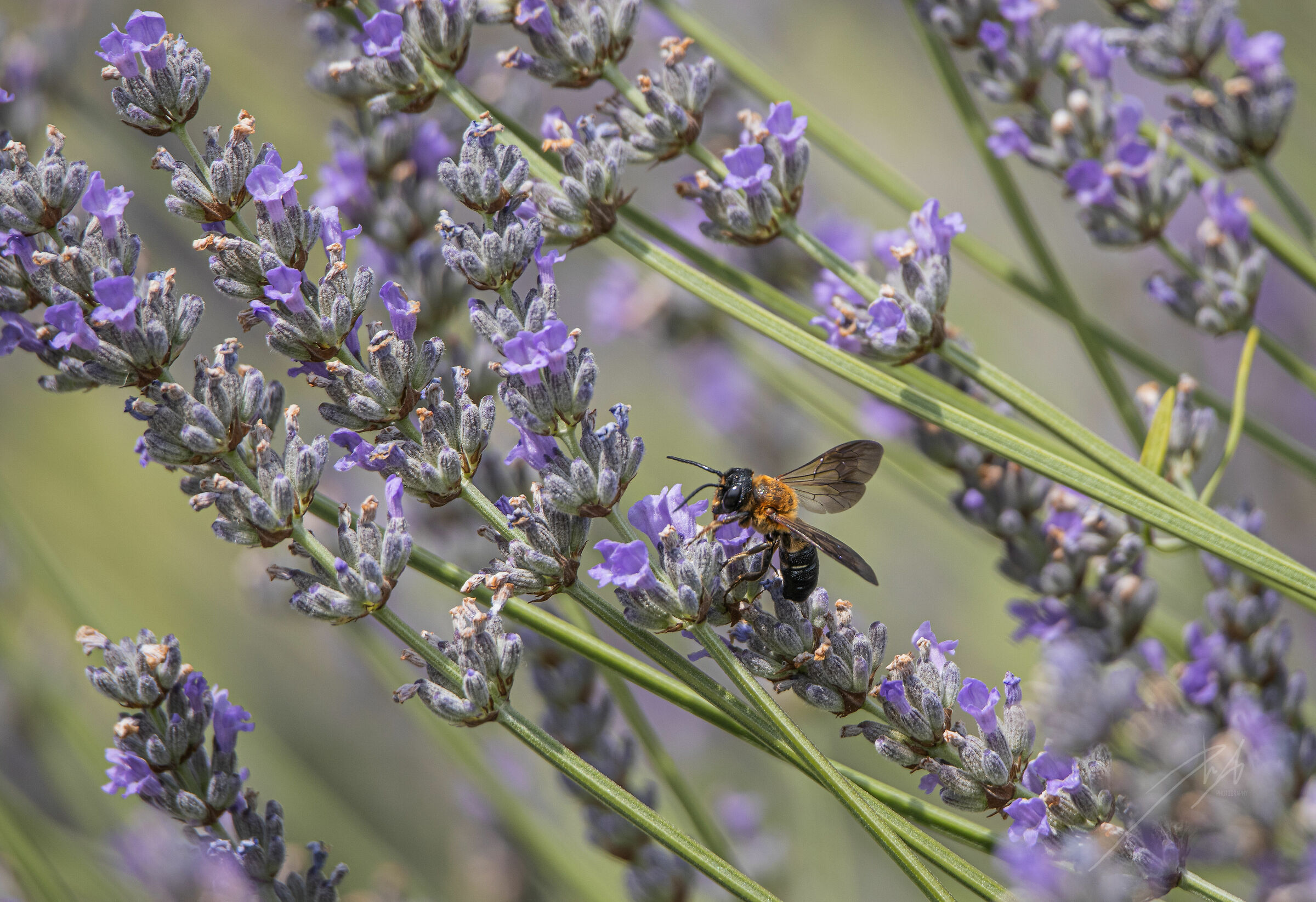 Wasp and lavender 1