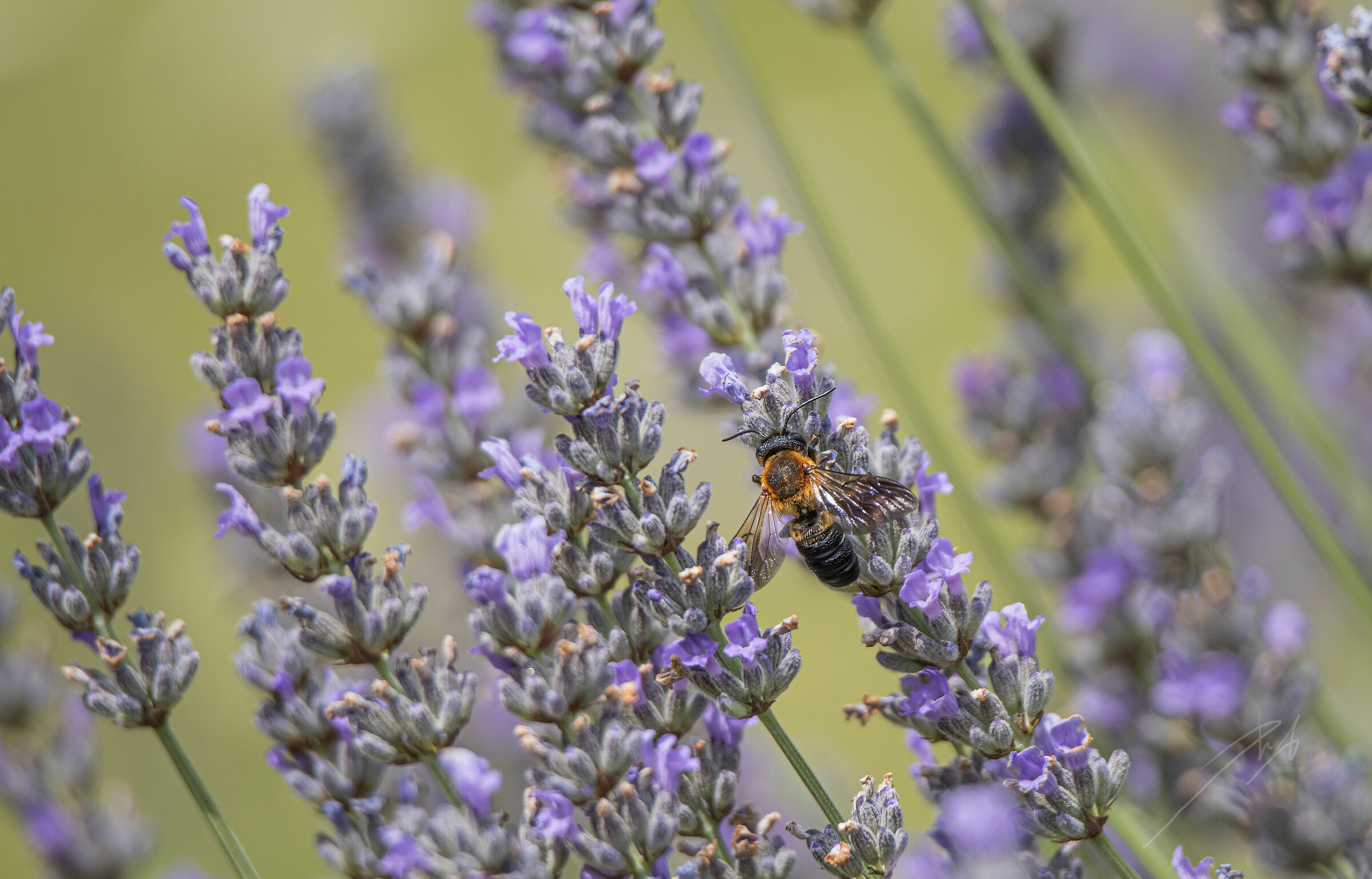 Vespa and lavender 2