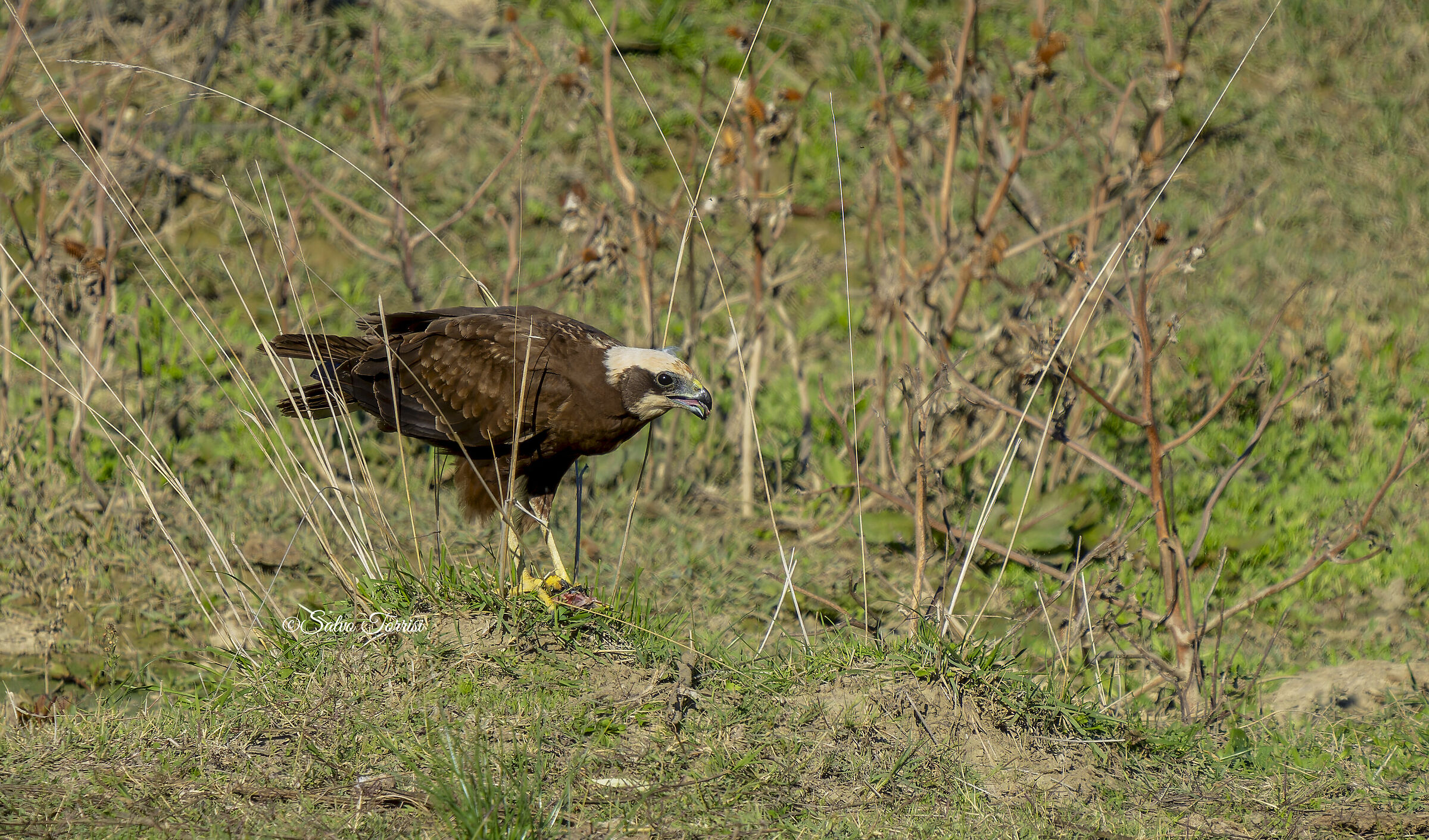 Marsh harrier with prey