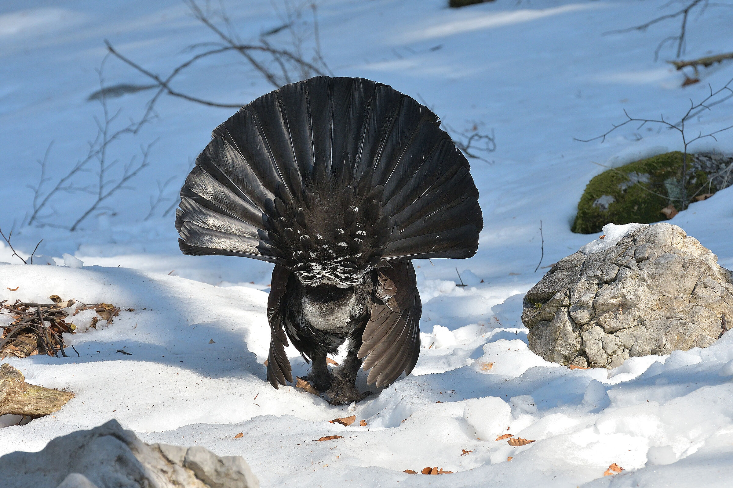 THE presumptuous of the woods..