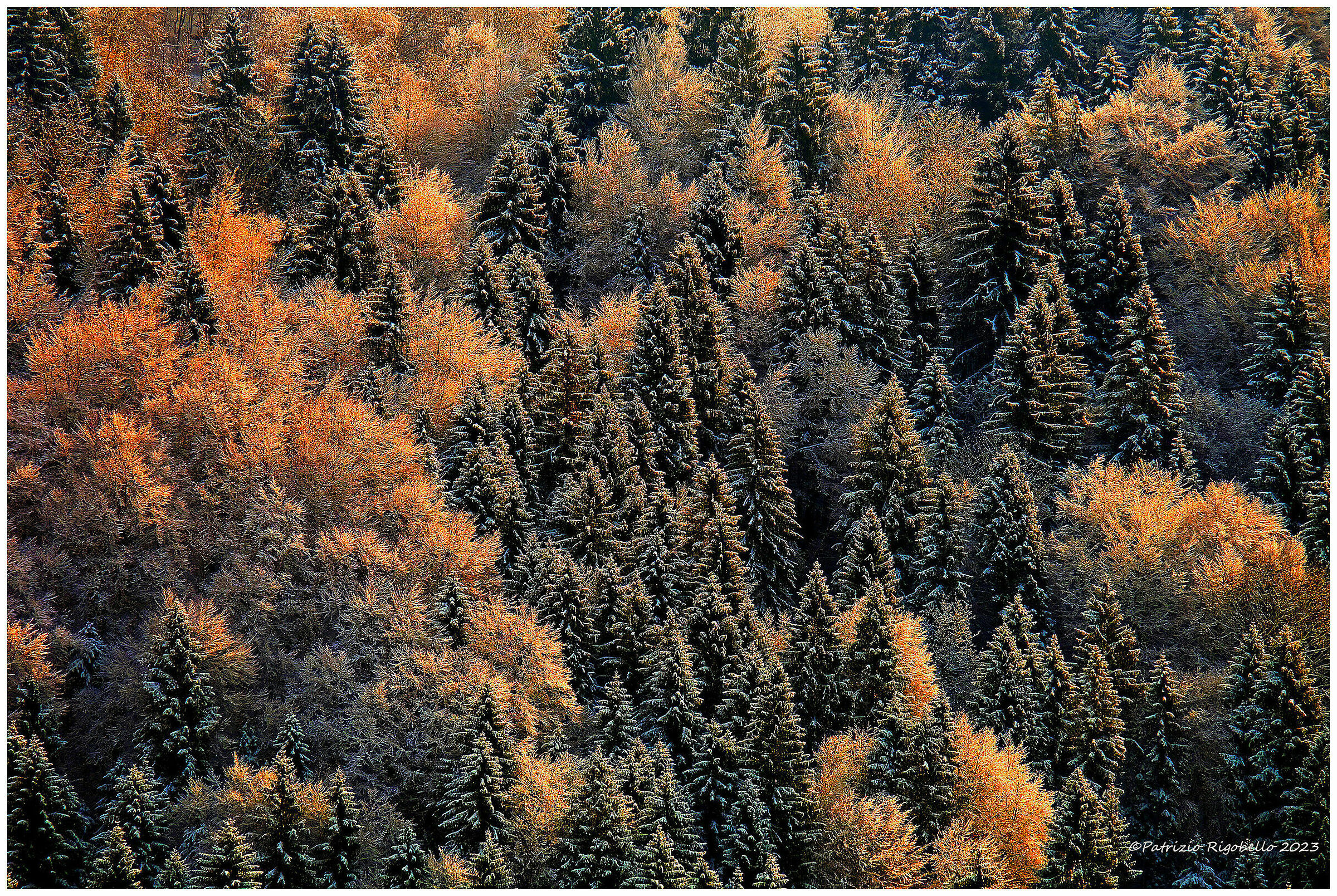 Trees in the Frost