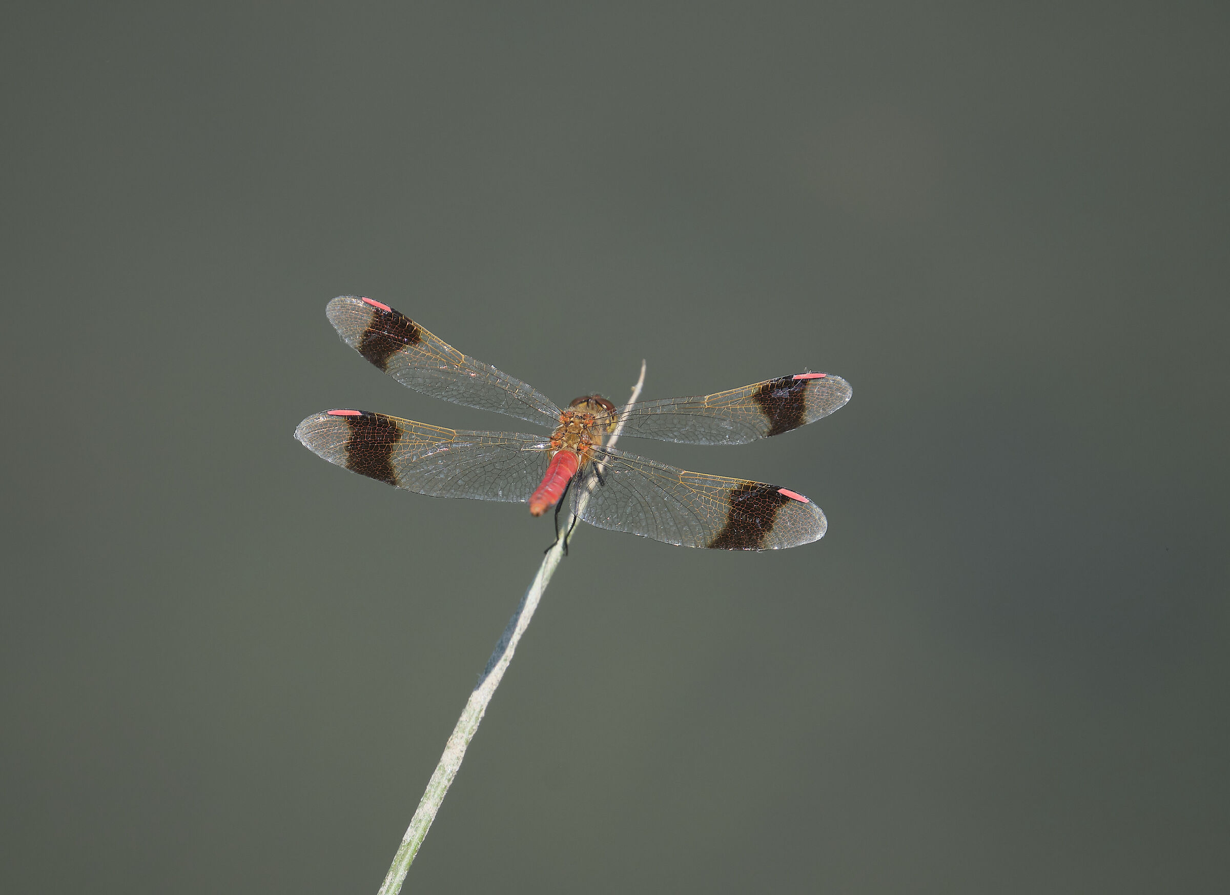 Waiting for the shot