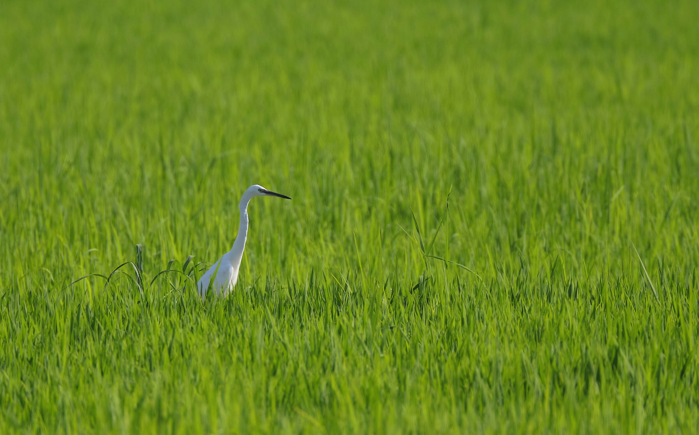 In un verde sconfinato