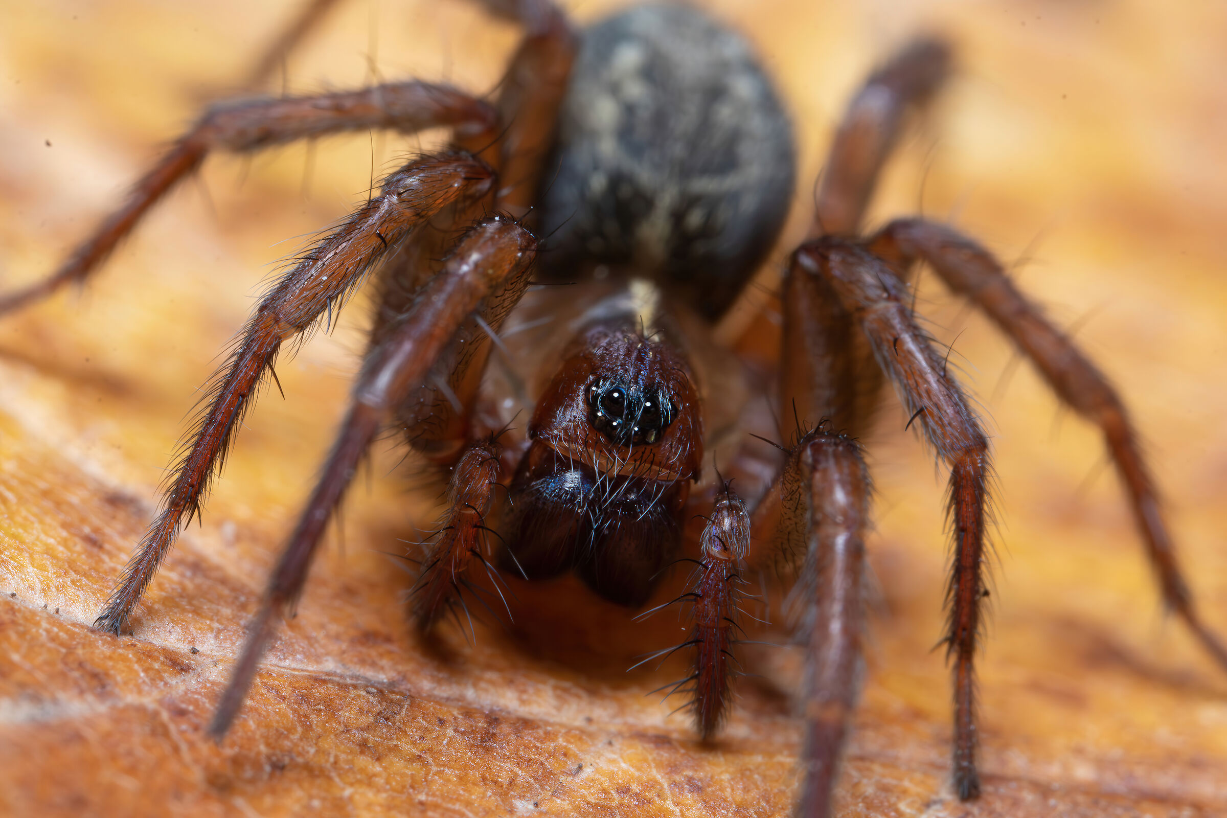 Lycosoides coarctata