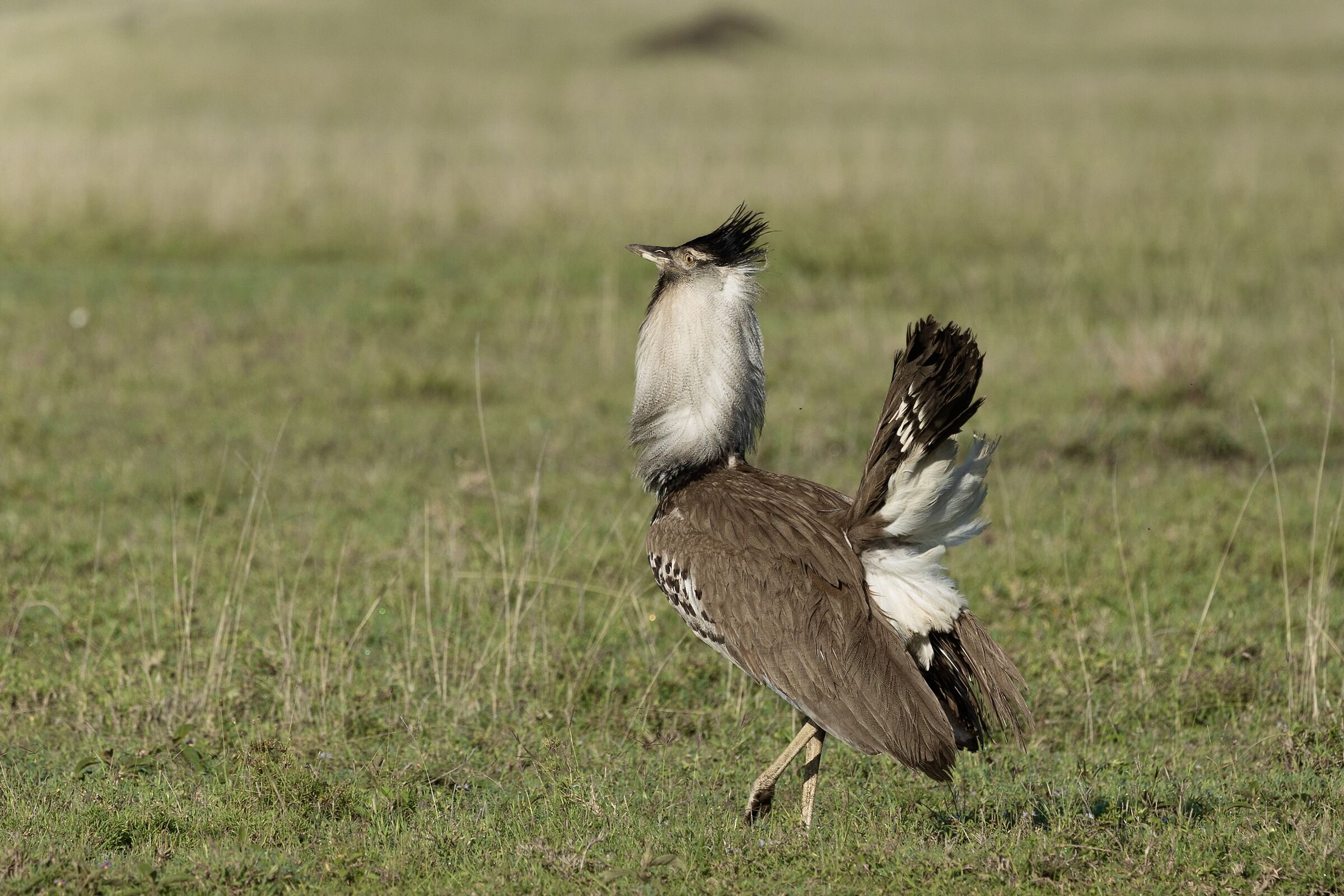 Kori Bustard - Otarda di Kori