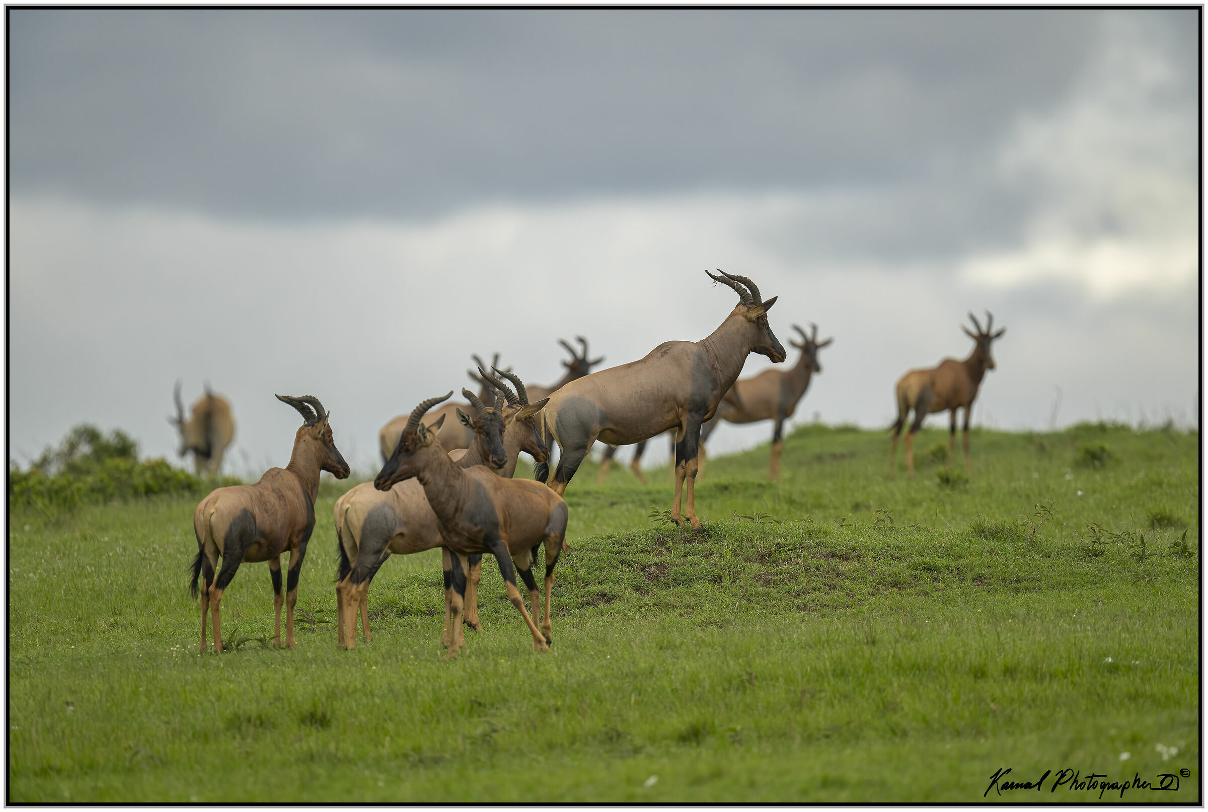 Mice (Damaliscus lunatus jimela)