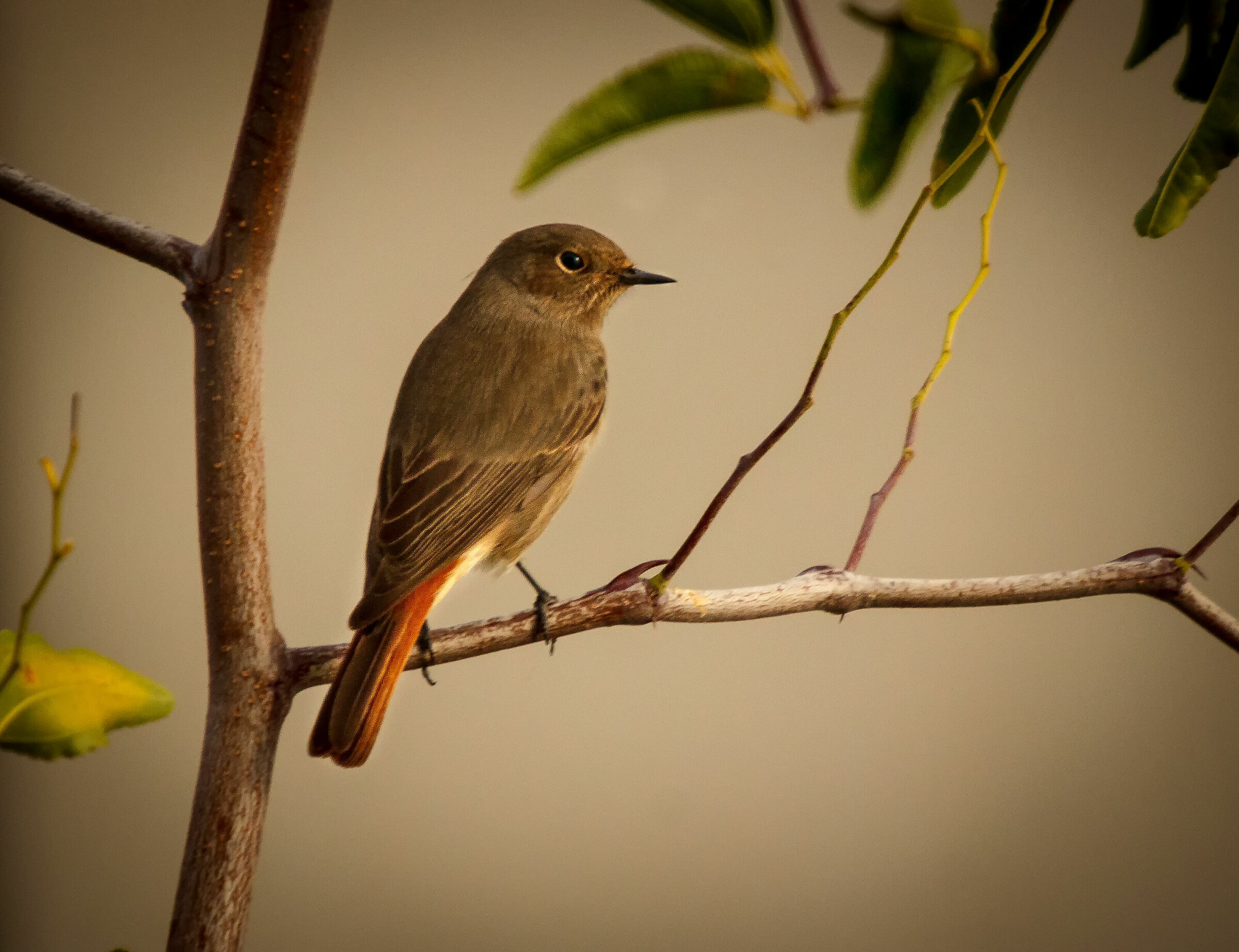 Codirosso spazzacamino