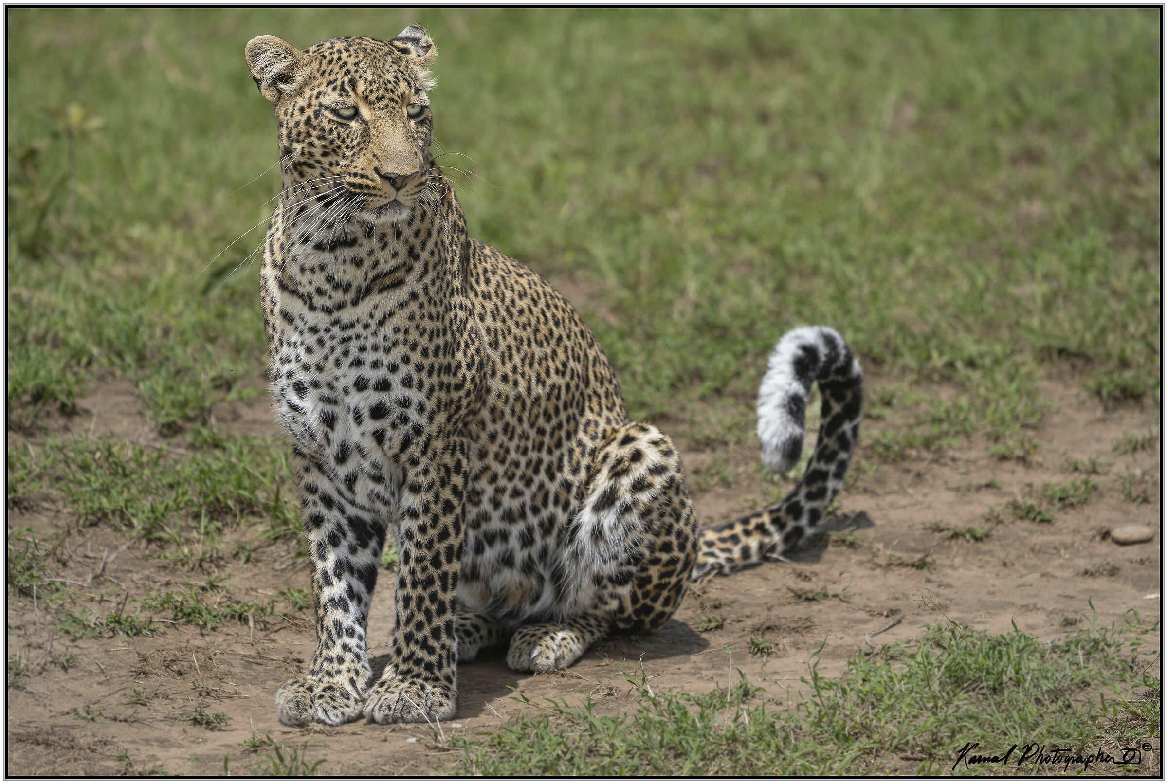 Leopard (Panthera pardus)