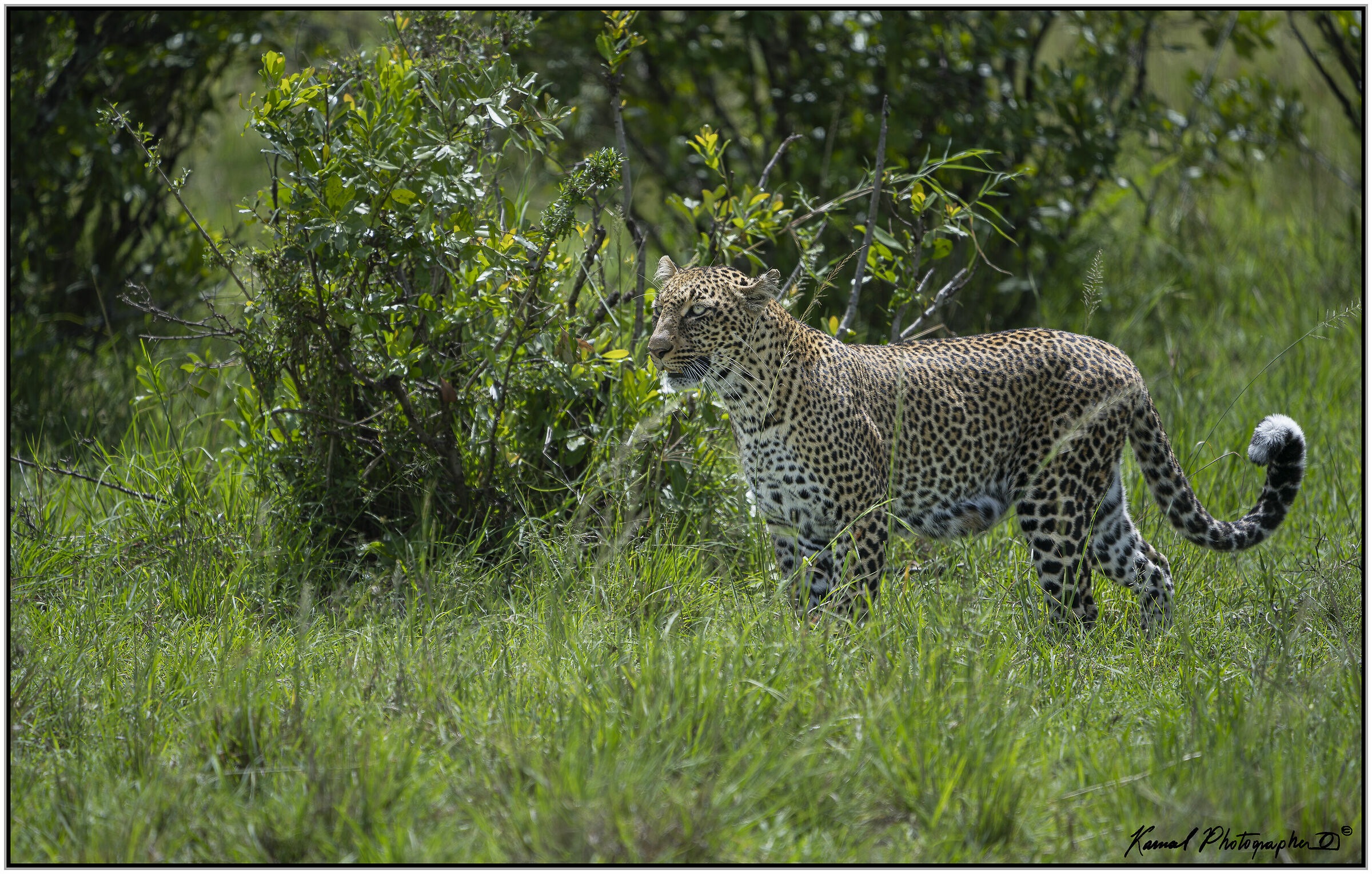 Leopard (Panthera pardus)