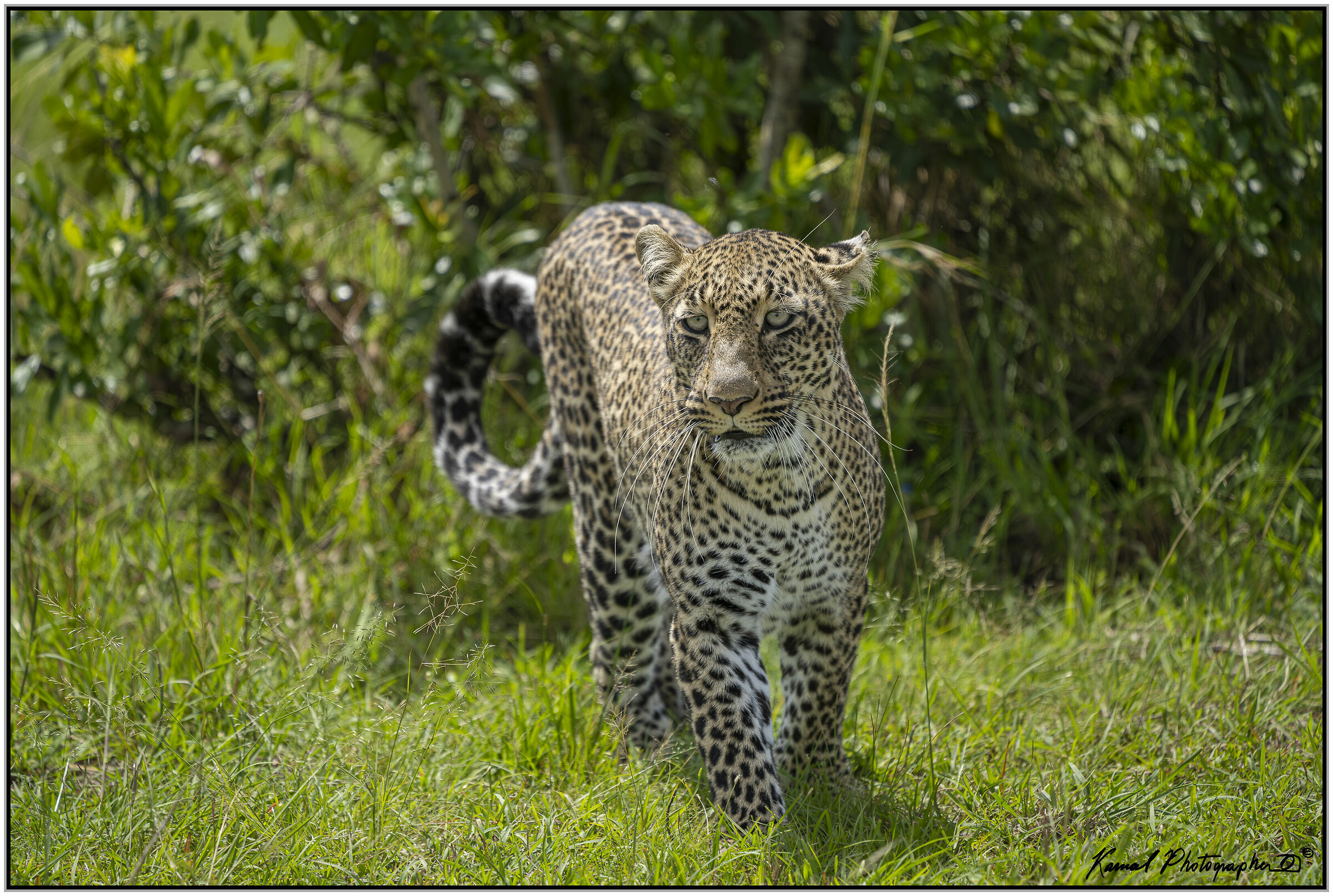 Leopard (Panthera pardus)