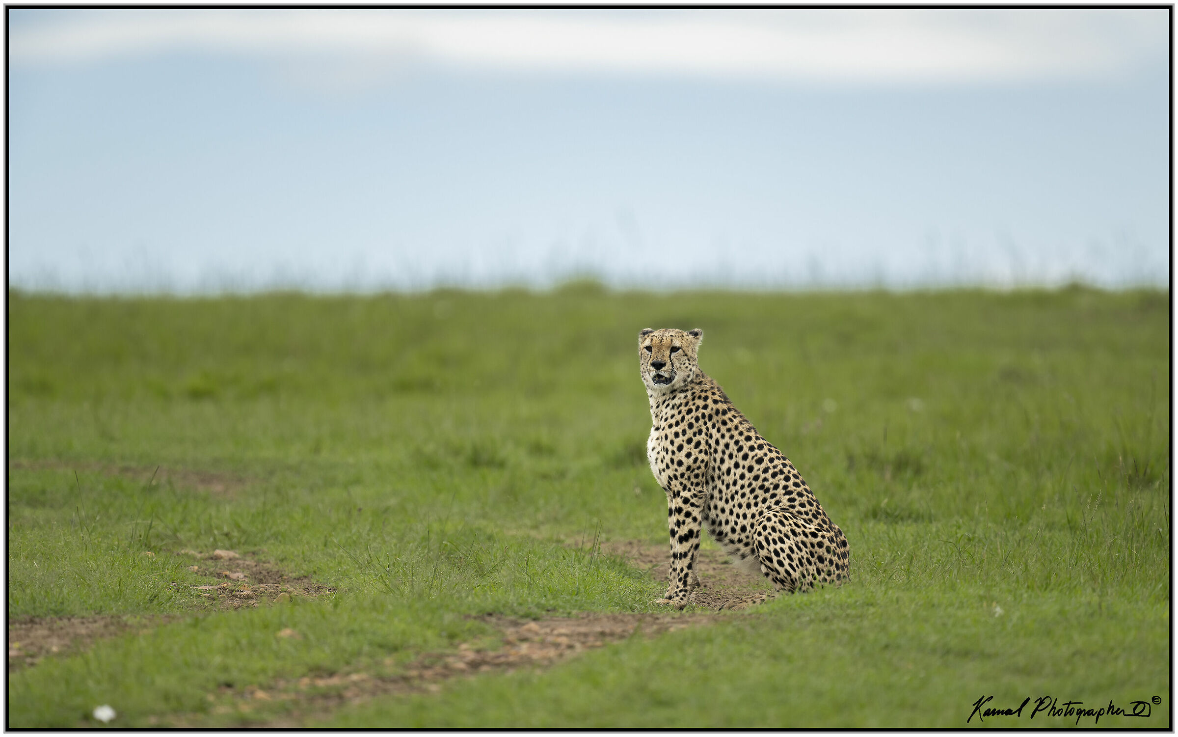 Ghepardo (Acinonyx jubatus)