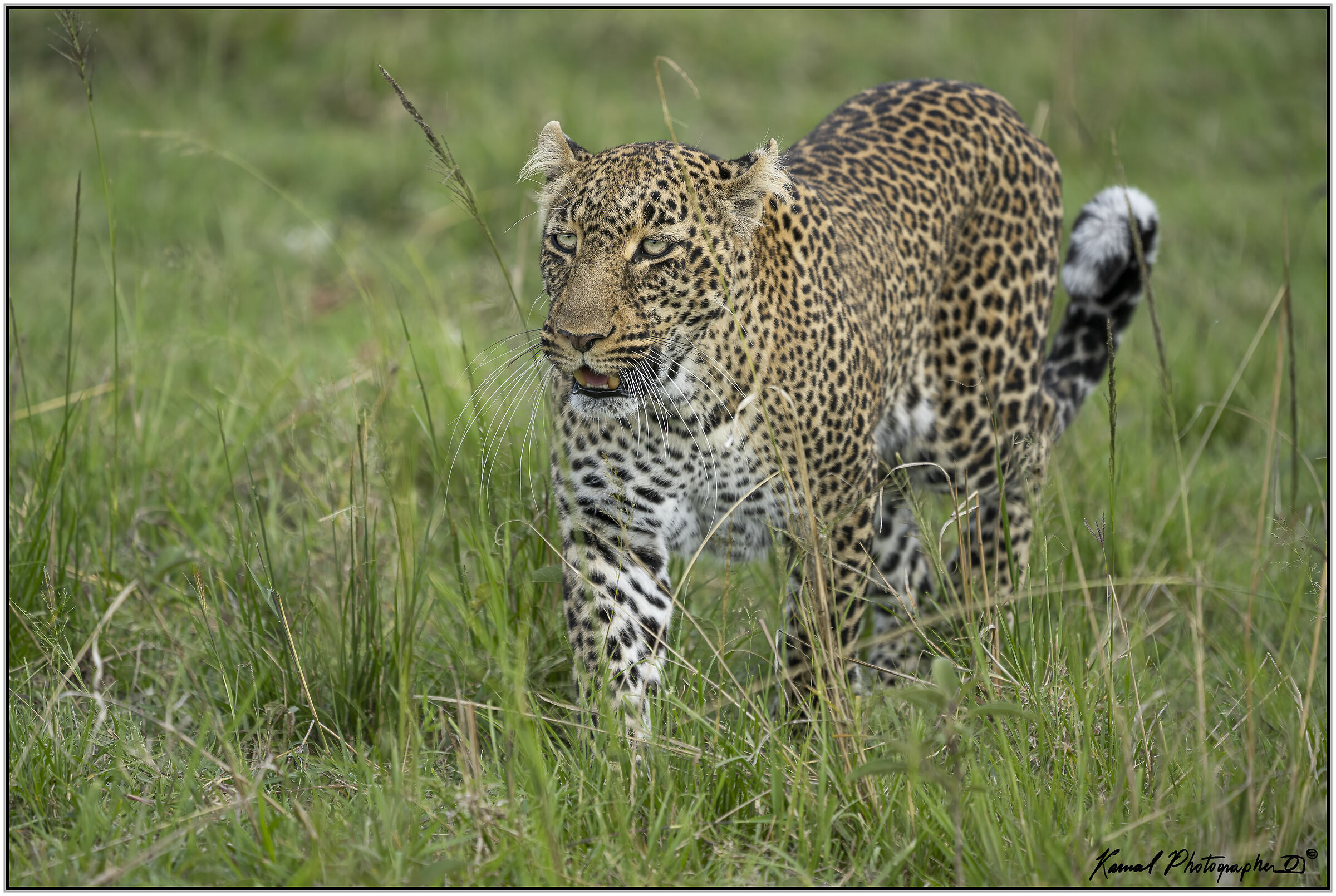 Leopard (Panthera pardus)