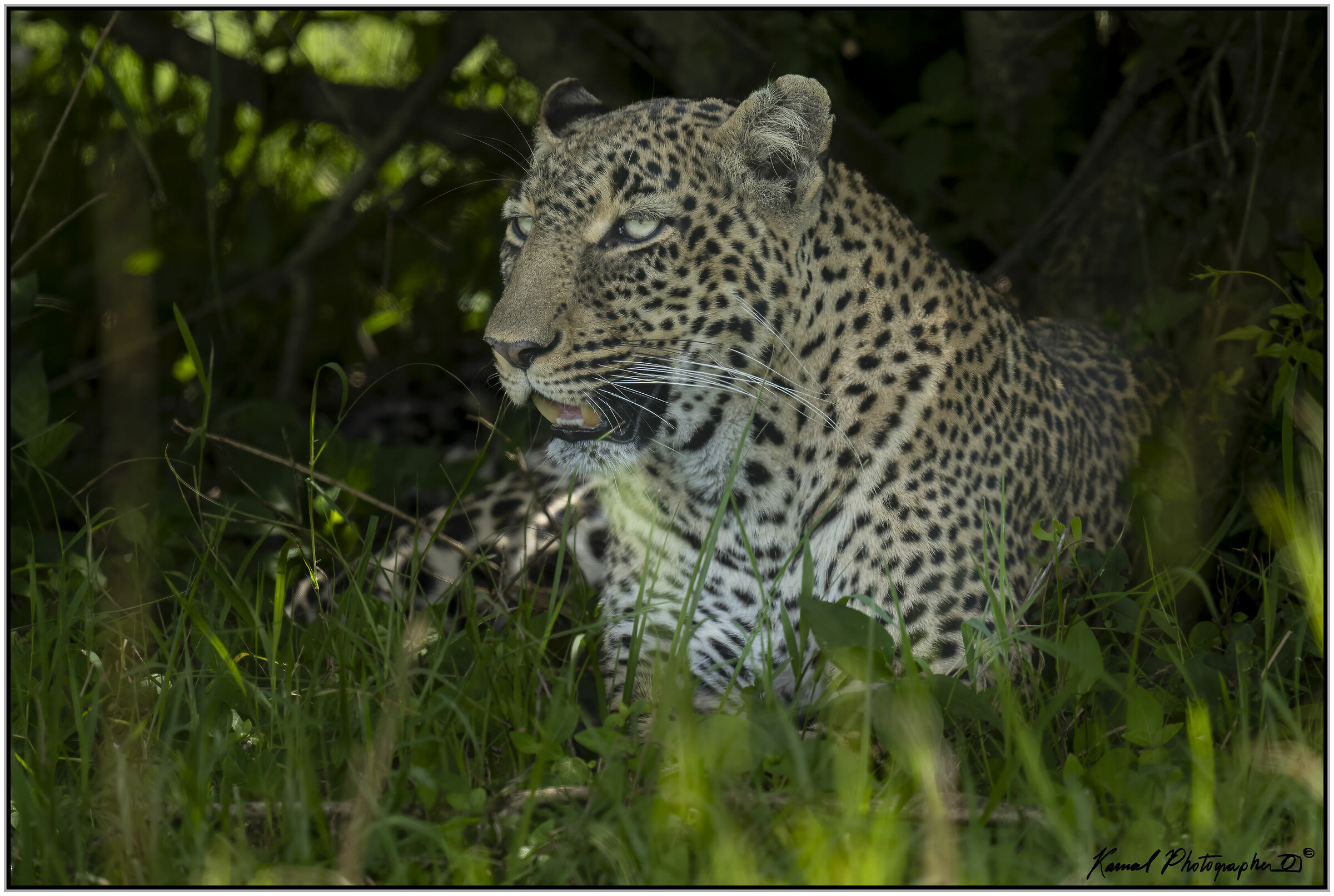 Leopard (Panthera pardus)