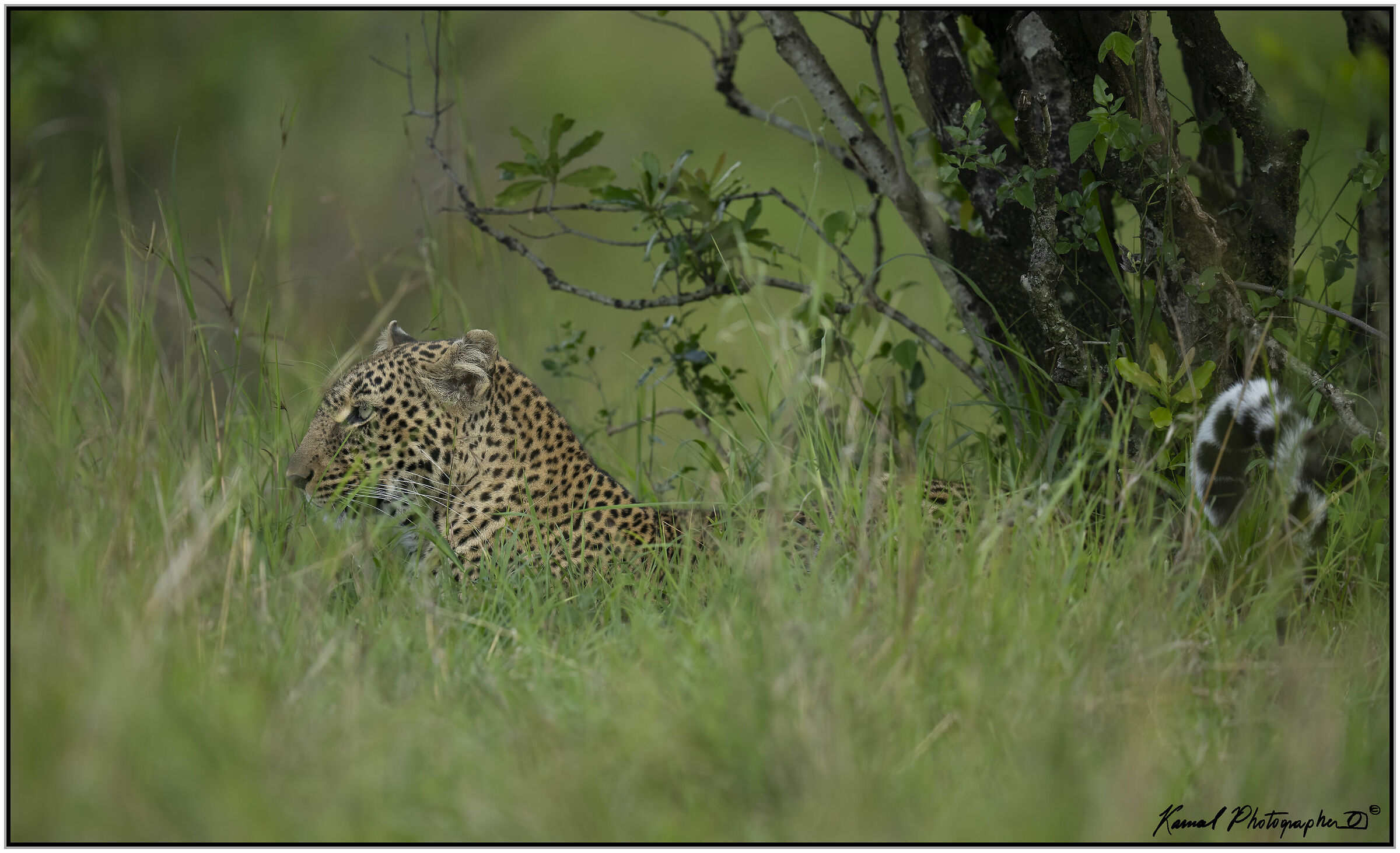 Leopard (Panthera pardus)