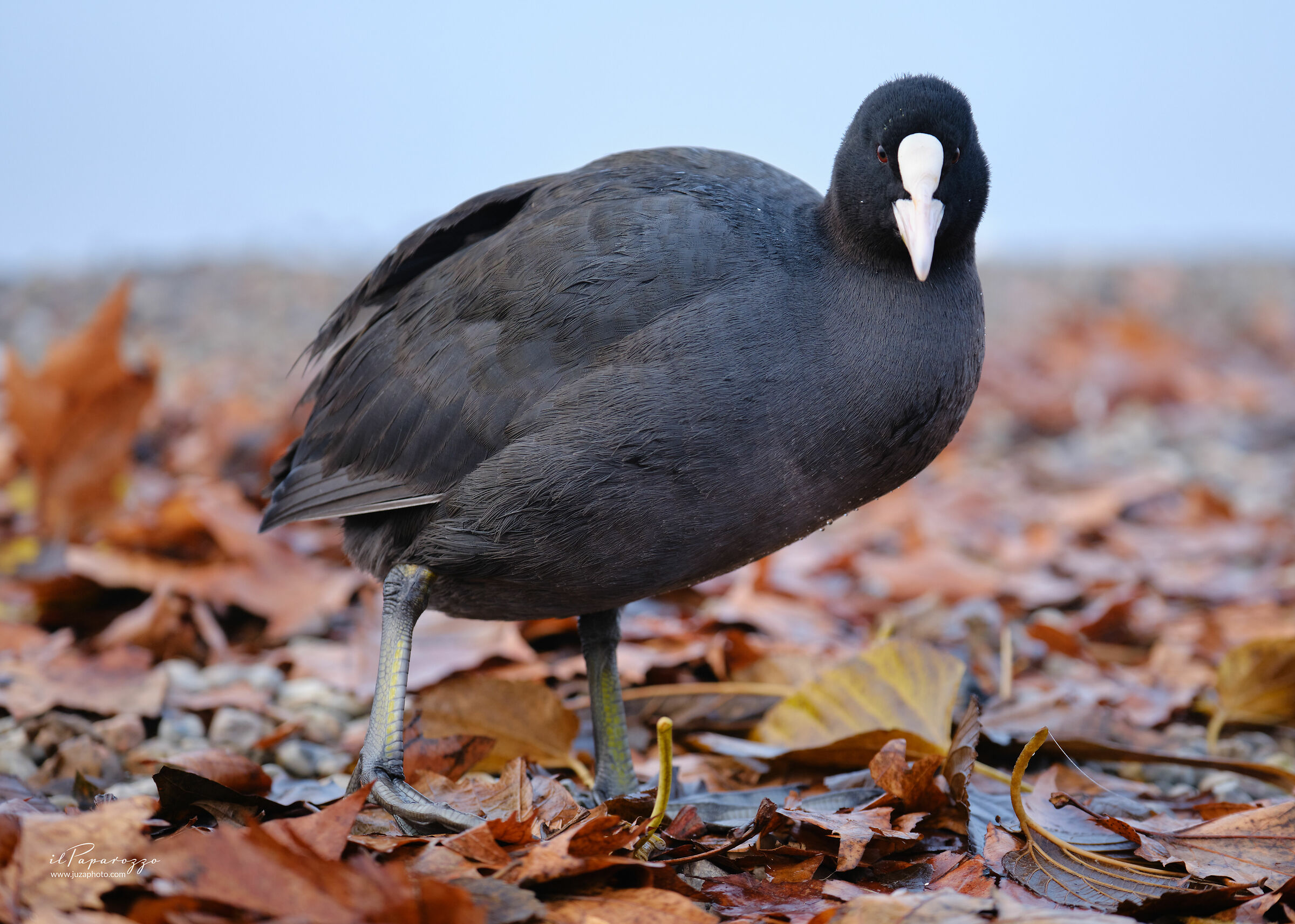 Coot