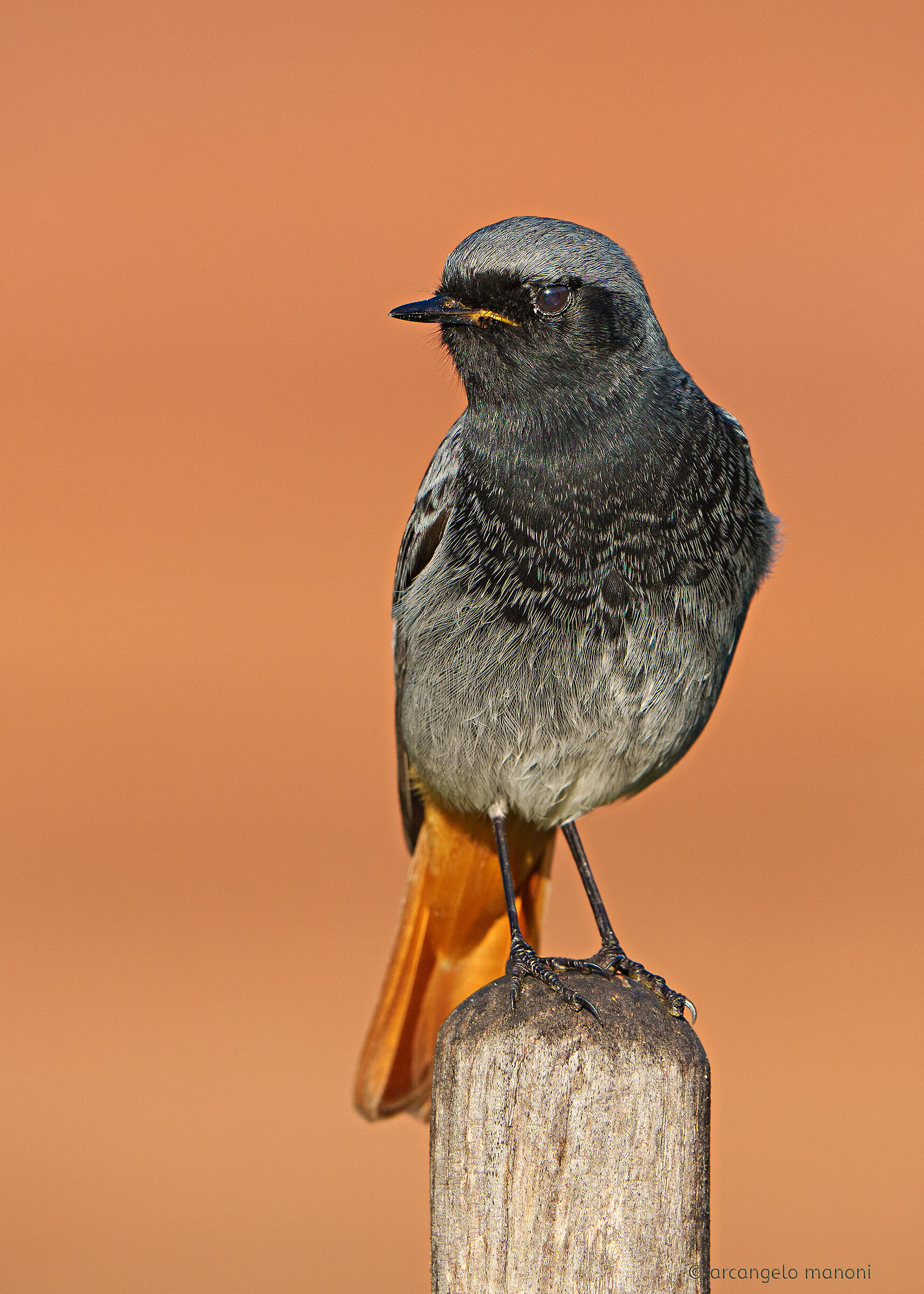 L'uccellino in B e N (quasi)