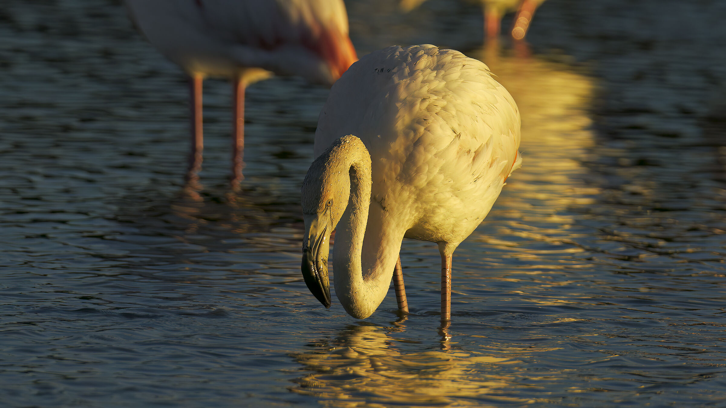 fenicottero casereccio