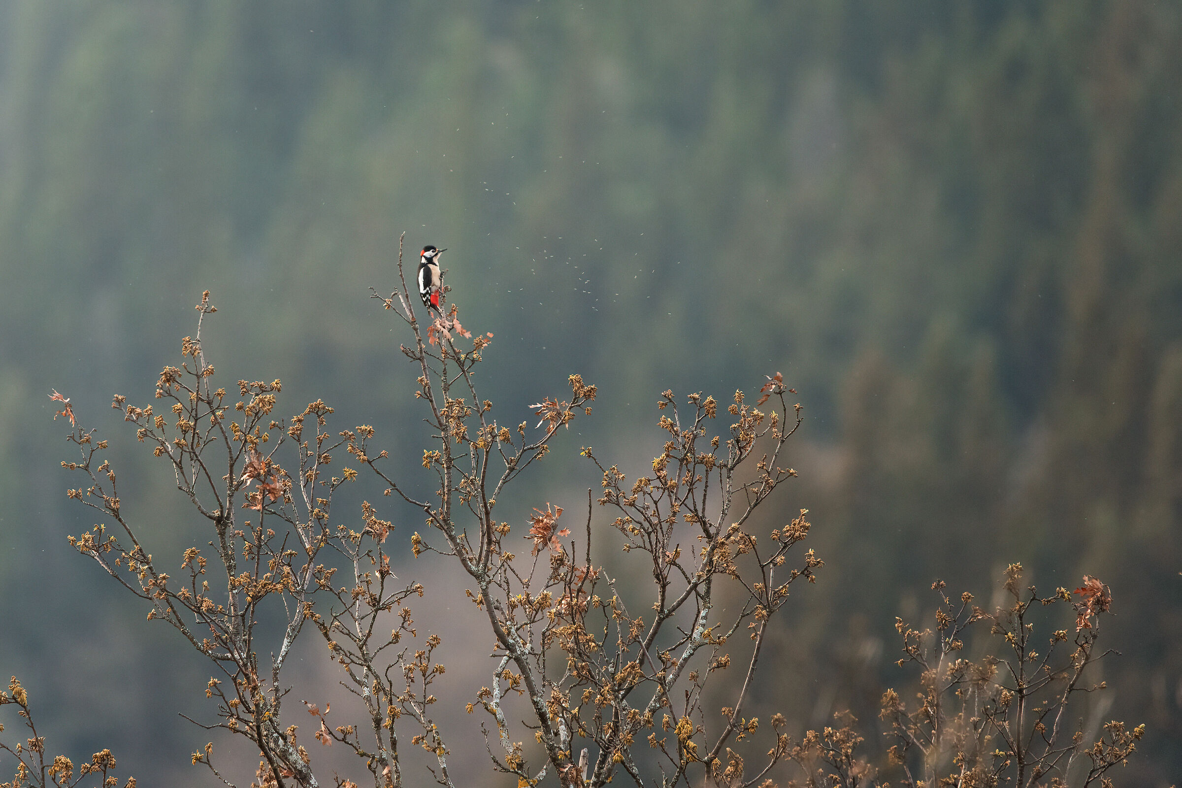 The Lookout (Great Spotted Woodpecker)