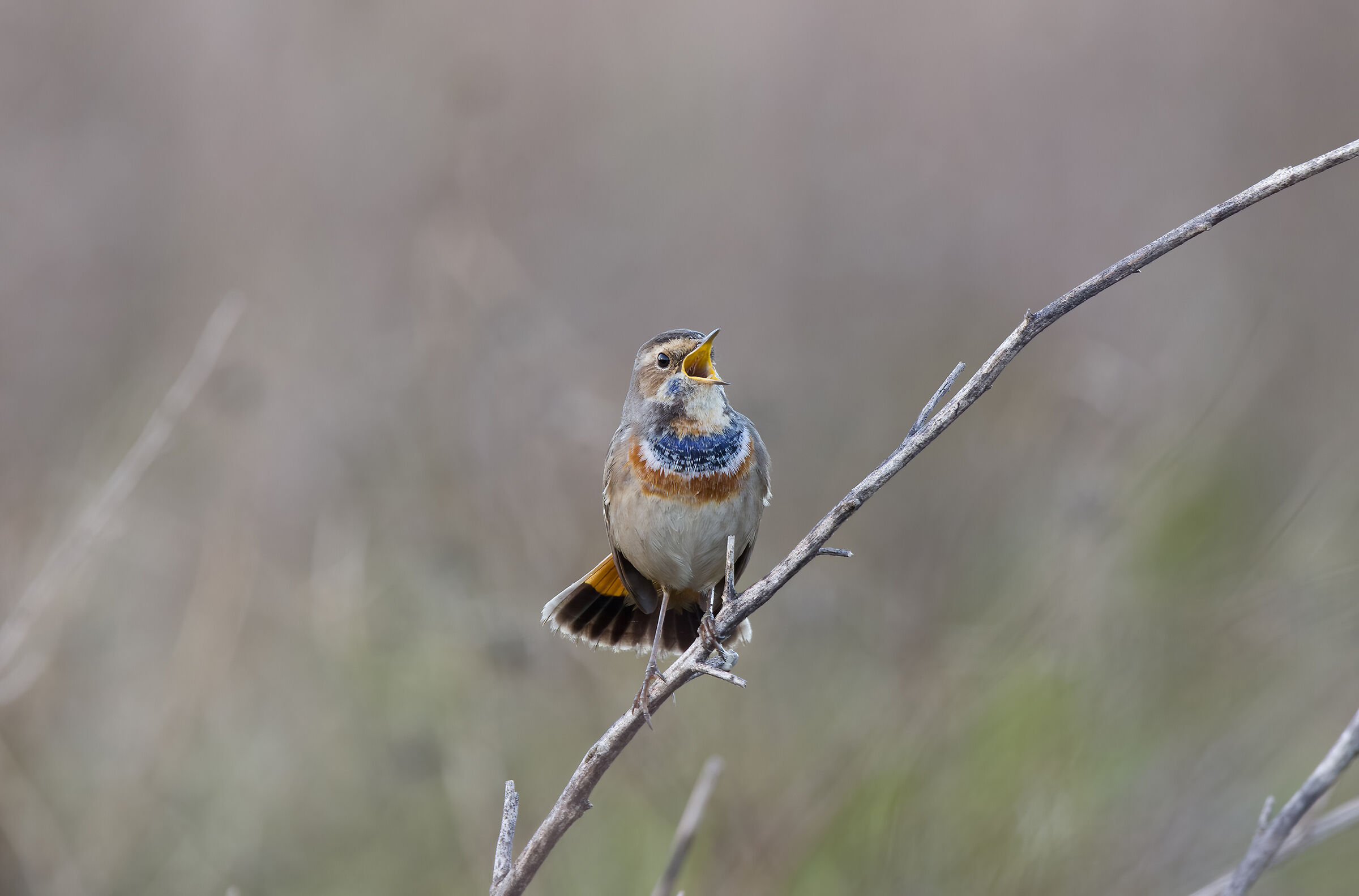 Bluethroat