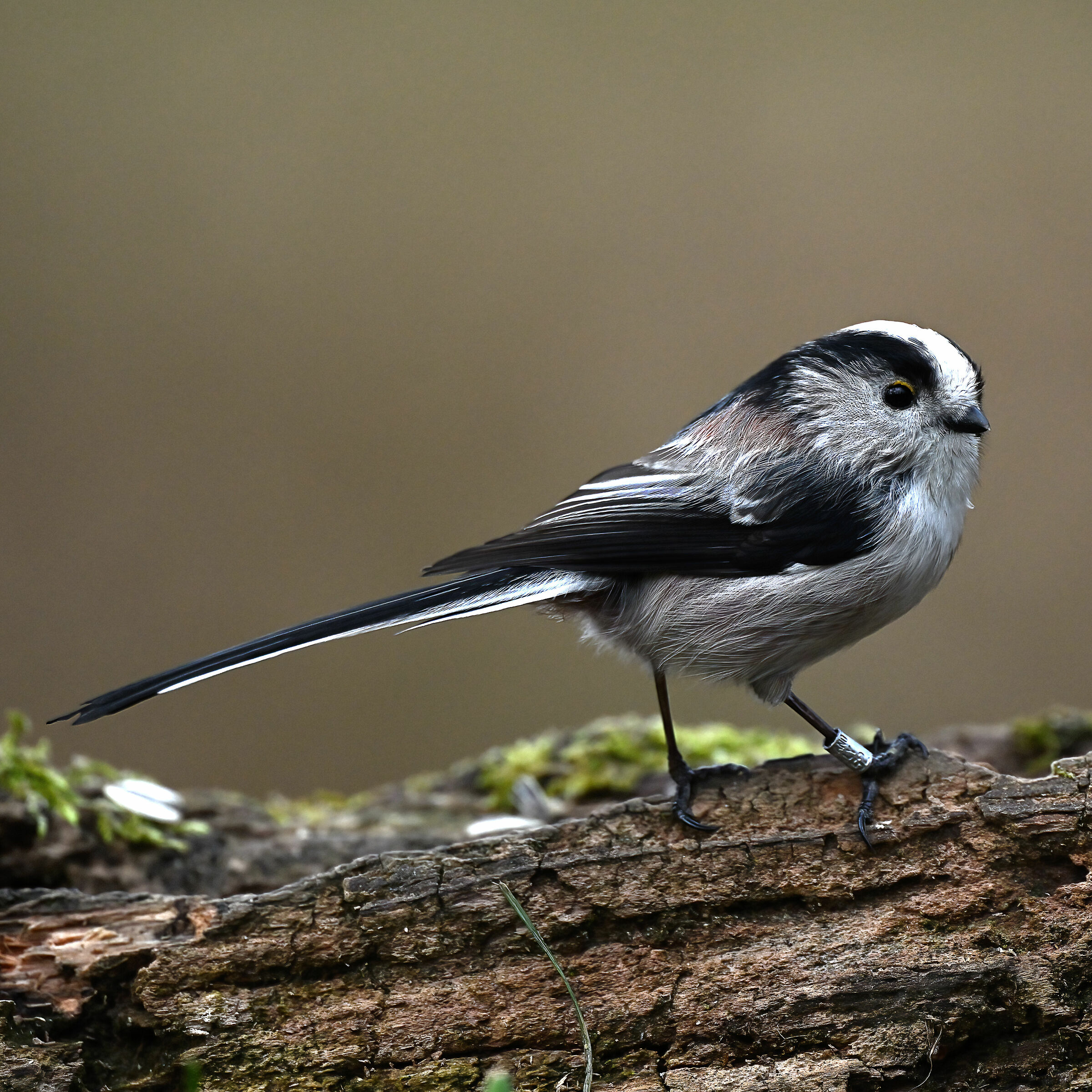 Long-tailed