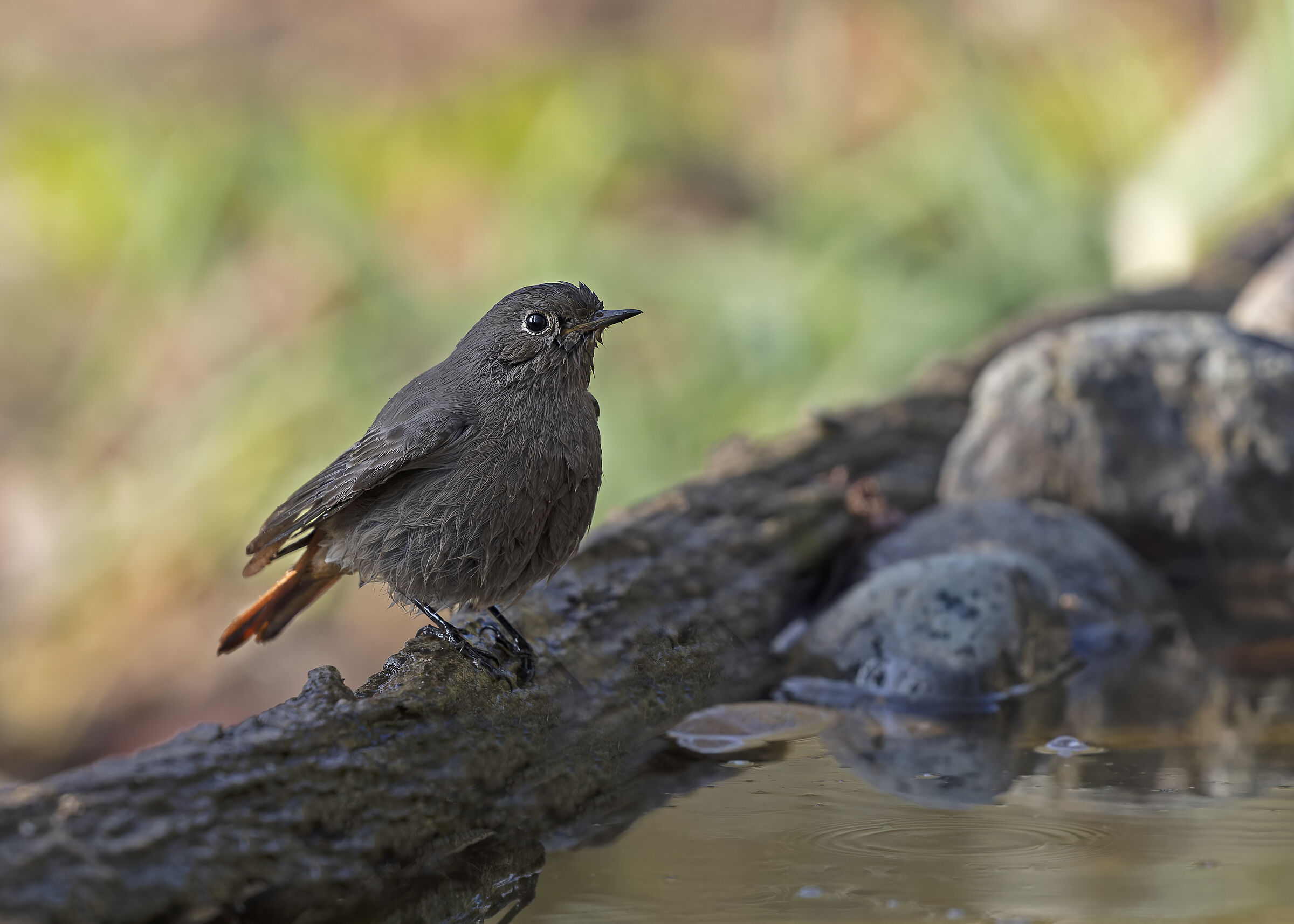 Black redstart